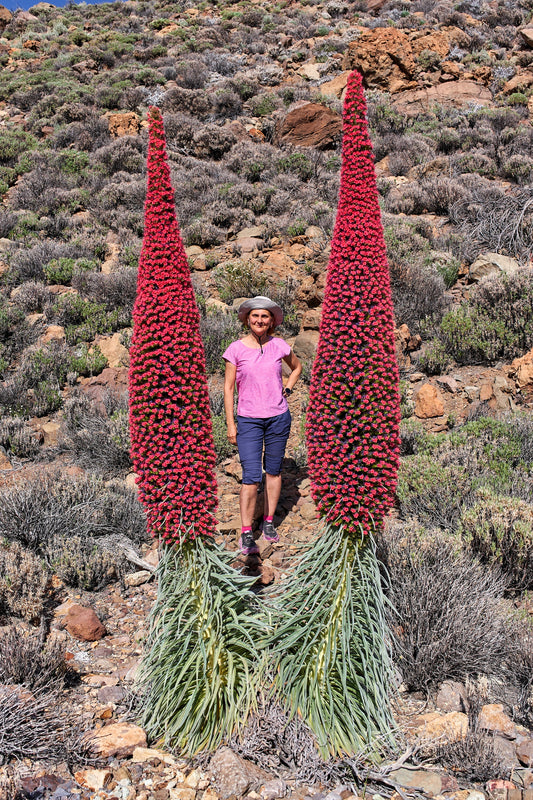 25 TOWER OF JEWELS Red Bugloss Echium Wildpretii Ruby Hummingbird Flower Seeds