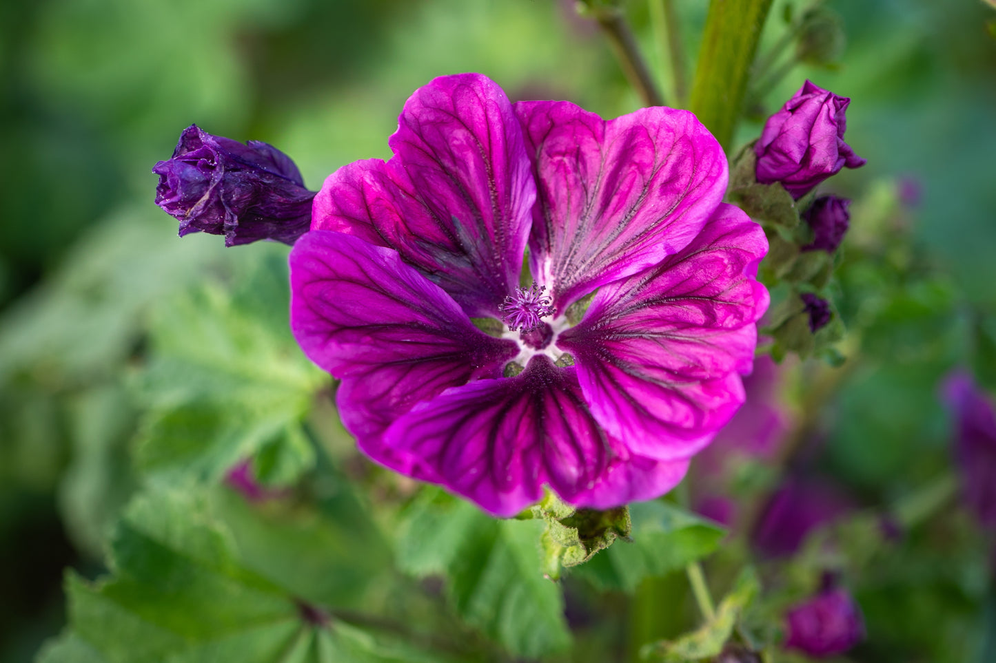 20 MAURITIAN MALVA Mallow Malva sylvestris var. mauritania Flower Seeds
