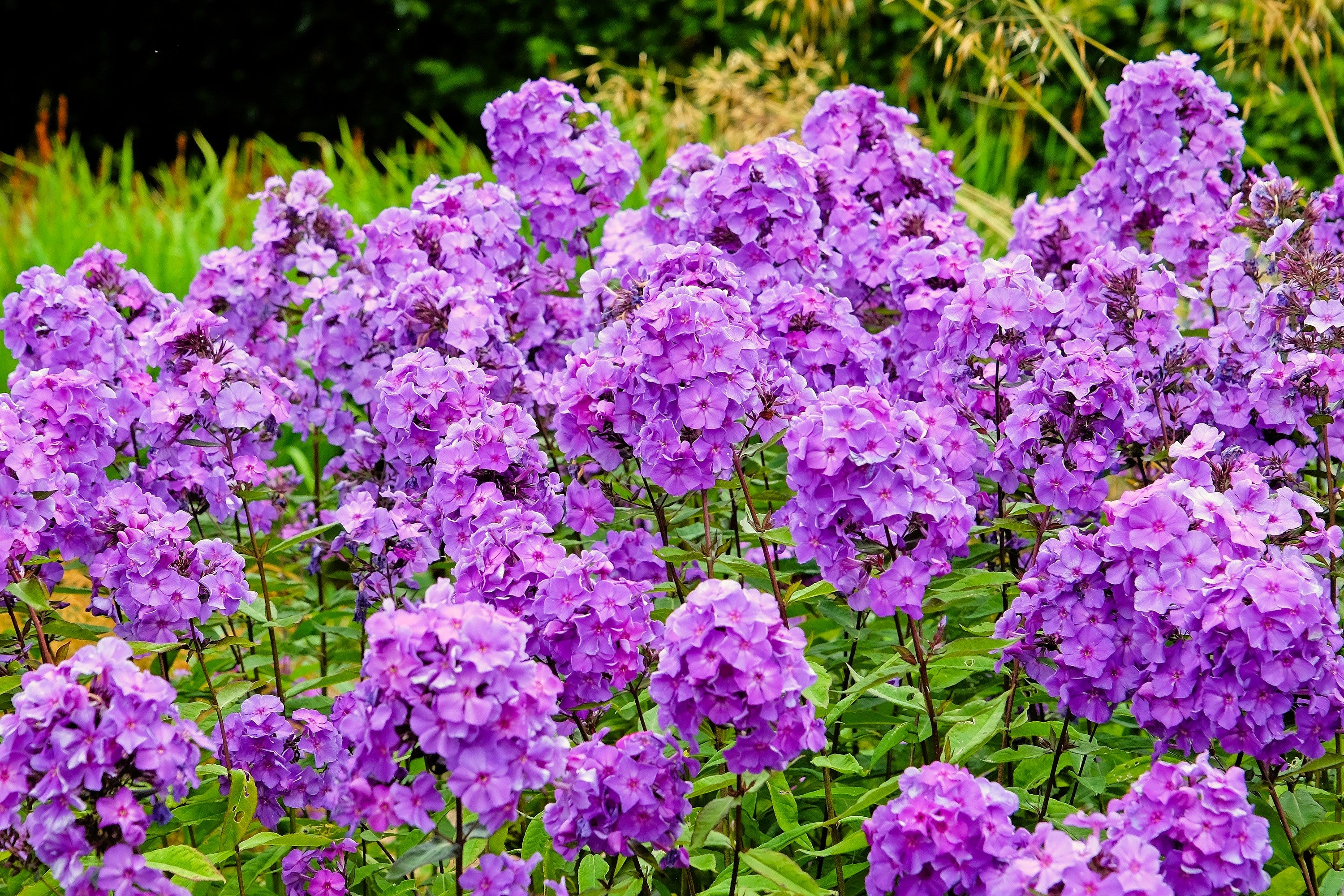 Seedville Phlox Paniculata - Thumbnail 2