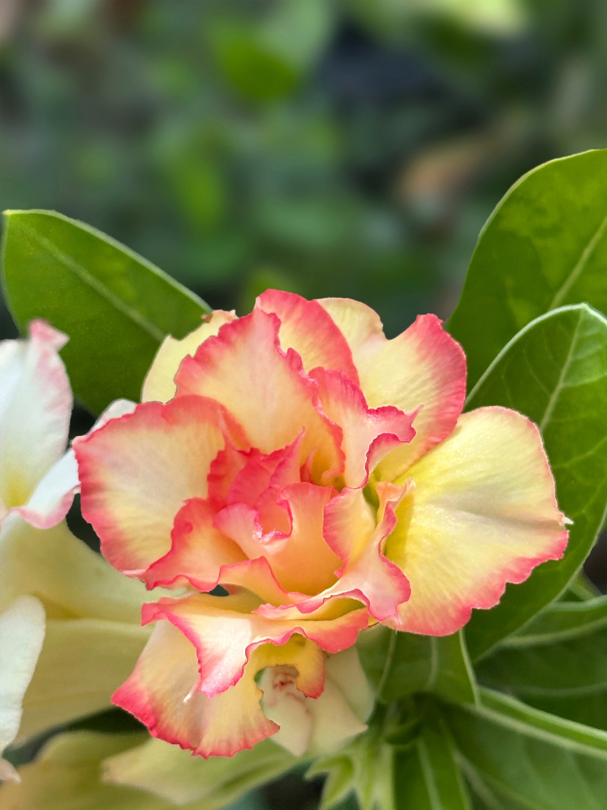 desert rose seeds taiwan 10 Mixed DESERT ROSE / ADENIUM Obesum African Houseplant Flower Seeds