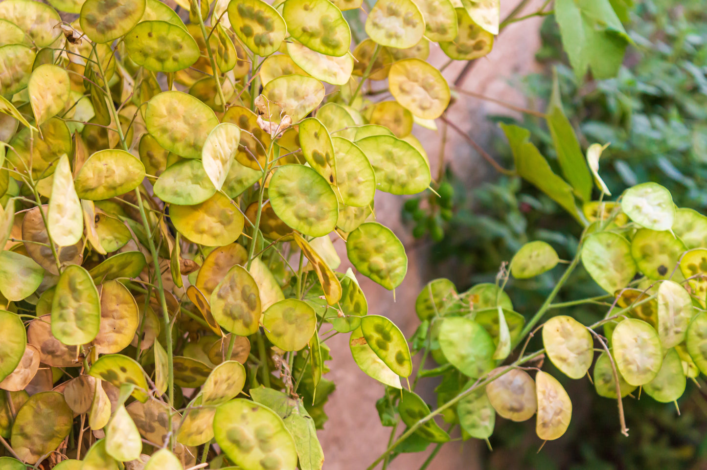 money plant seeds images 100 LUNARIA Biennis ( MONEY PLANT / Silver Dollar / Honesty / Moonwort / L Annua ) Flower Seeds