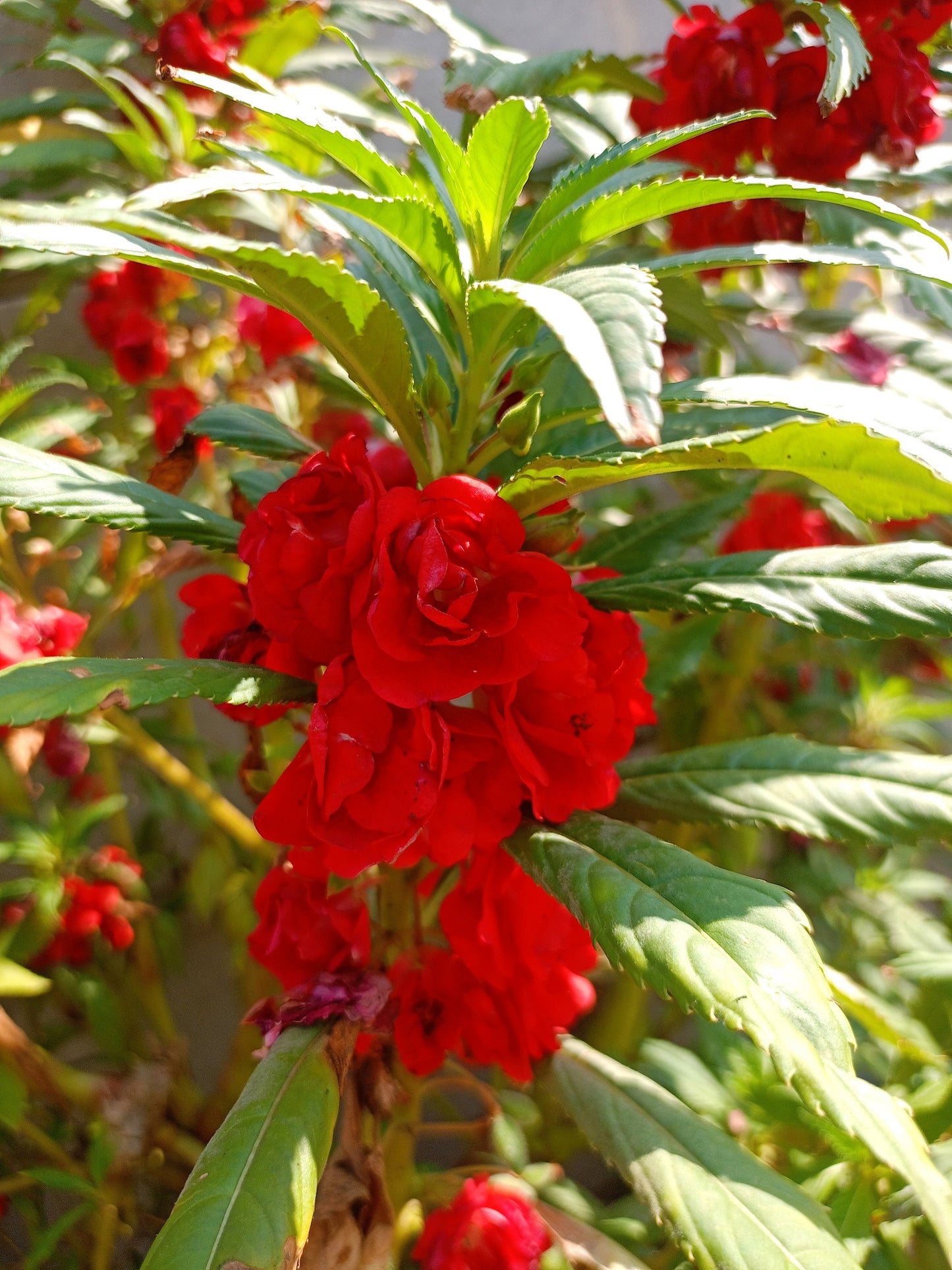 100 Mixed Colors DOUBLE CAMELLIA IMPATIENS (Balsam / Lady Slipper / Touch Me Not) Impatiens Balsamina Flower Seeds