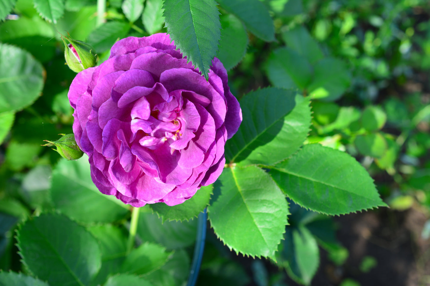 5 PURPLE ROSE Rosa Floribunda Bush Shrub Perennial Flower Seeds