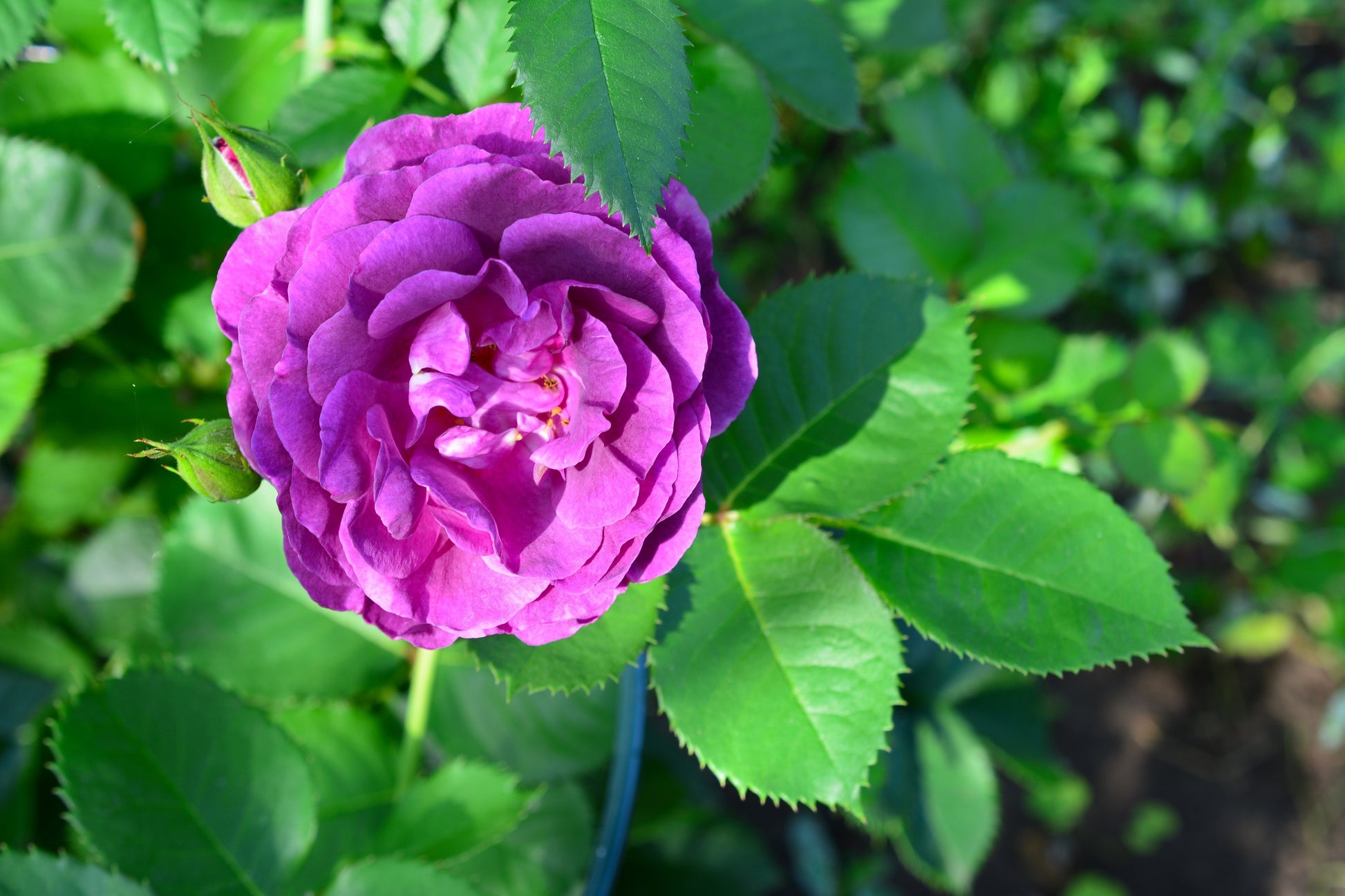 floribunda rose seeds 5 PURPLE ROSE Rosa Floribunda Bush Shrub Perennial Flower Seeds – Seedville USA