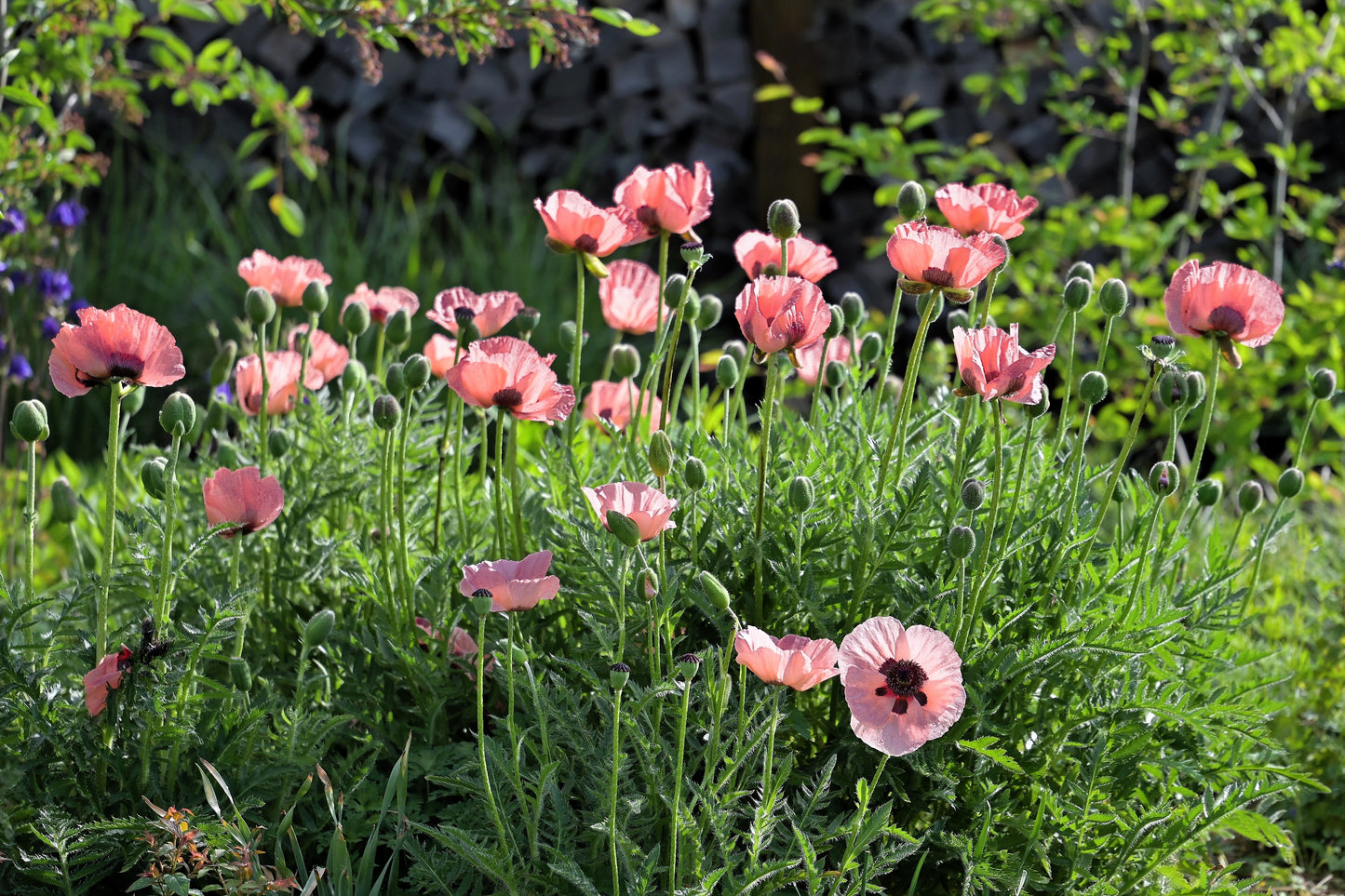 100 Princess Victoria Louise ORIENTAL POPPY Papaver Orientale Flower Seeds