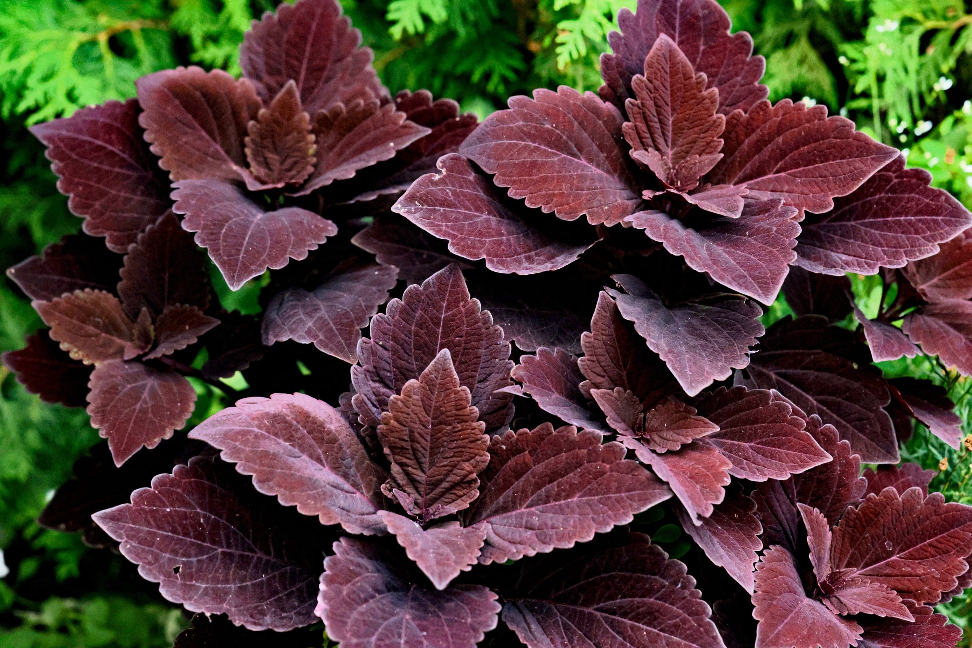 100 Mixed Colors COLEUS RAINBOW MIX Shade Houseplant Solenostemon Flow –  Seedville USA