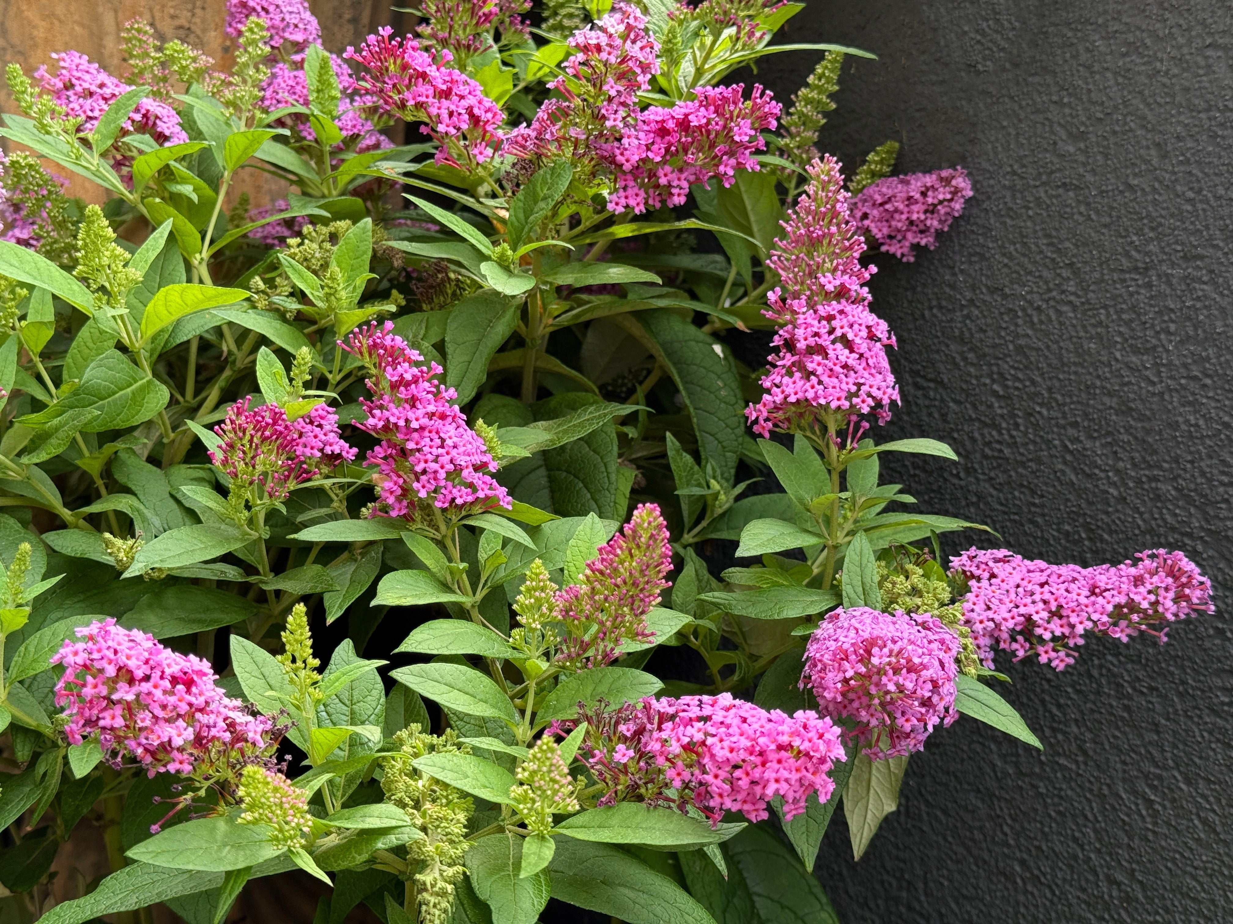 Seedville Butterfly Bush Seeds - Thumbnail 3