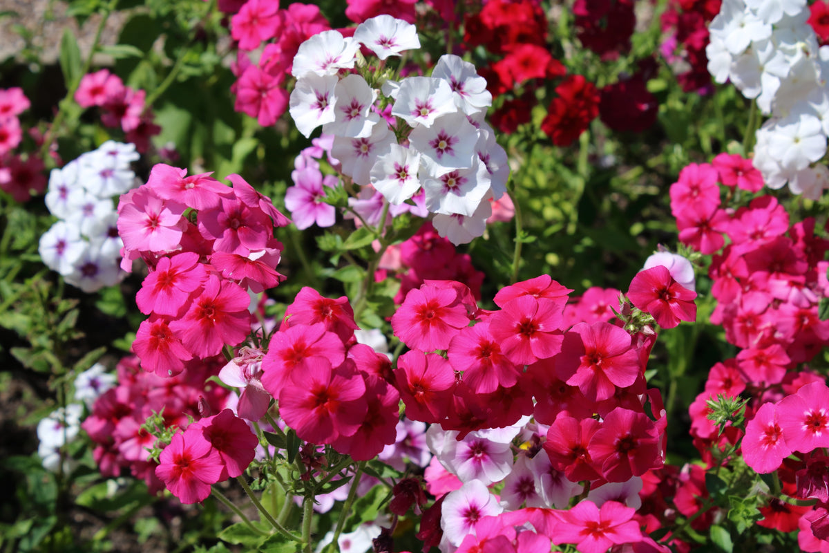 100 Mixed Colors DRUMMOND PHLOX MIX Pink, Red, White, Purple Phlox Drummondii Flower Seeds