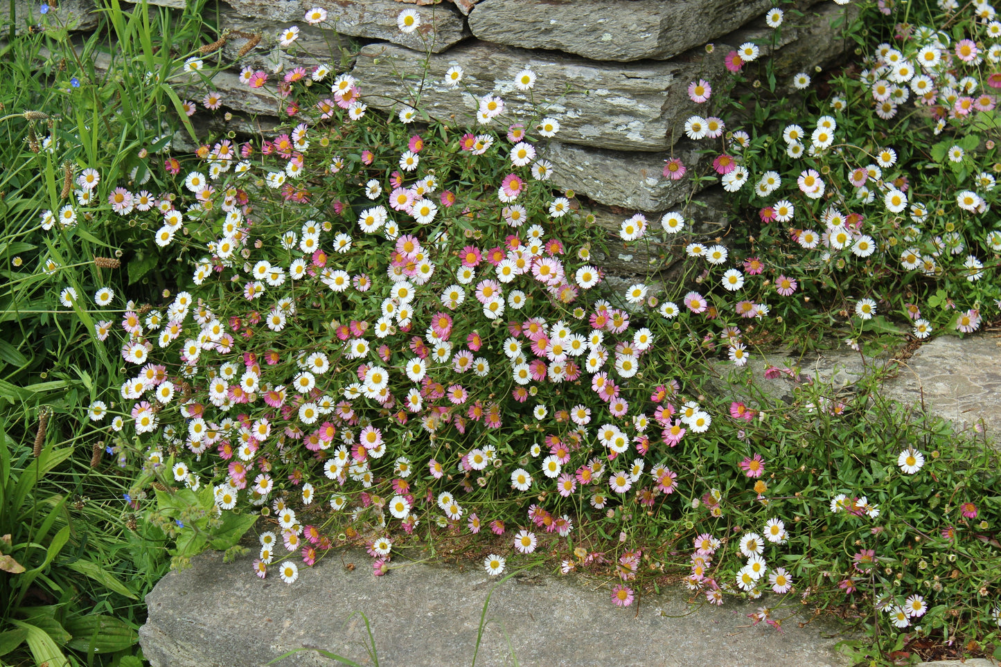 50 SANTA BARBARA DAISY Mexican Fleabane Erigeron Karvinskianus Tricolor Mixed Colors White Pink Purple Flower Seeds