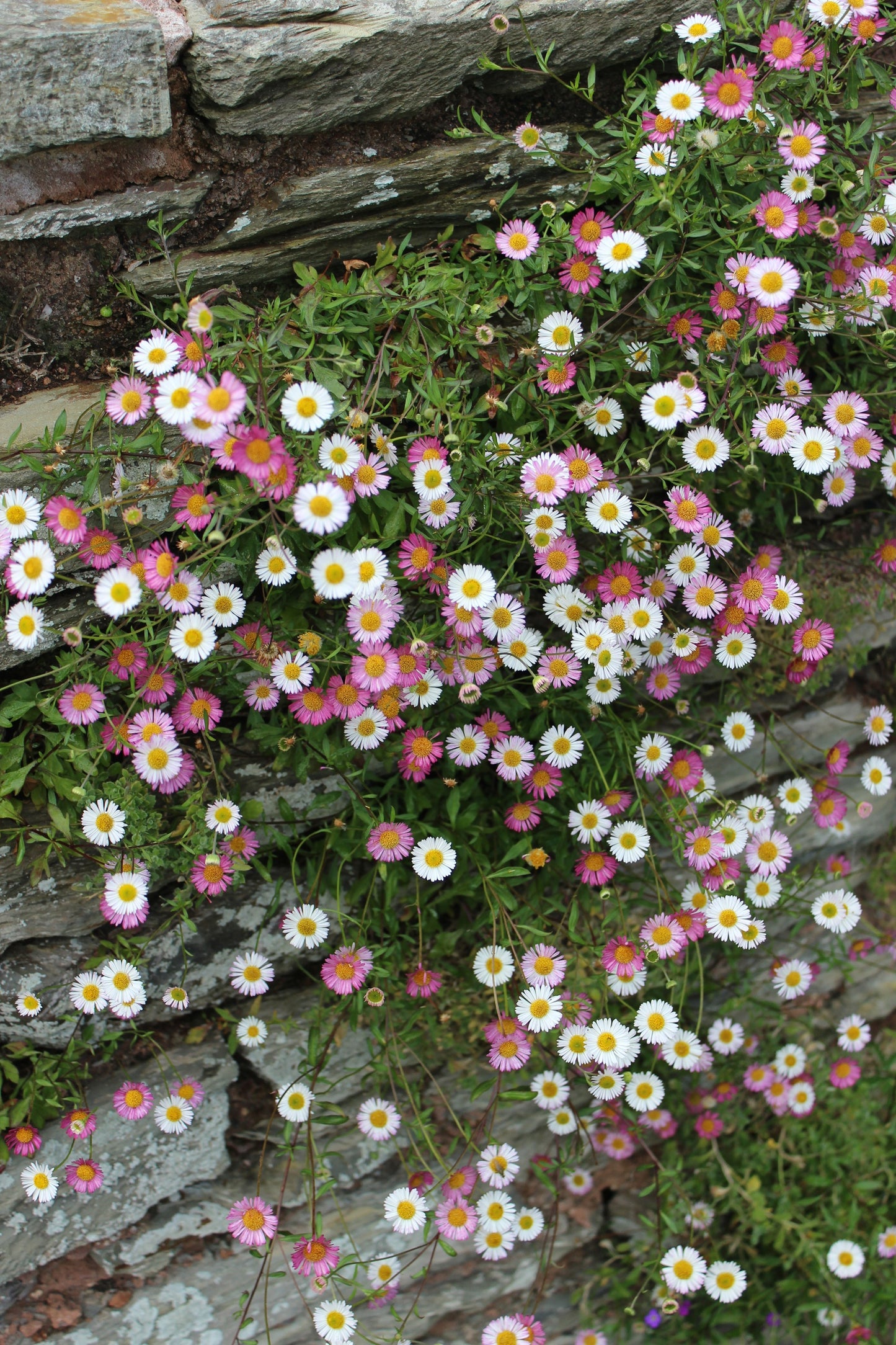 50 SANTA BARBARA DAISY Mexican Fleabane Erigeron Karvinskianus Tricolor Mixed Colors White Pink Purple Flower Seeds