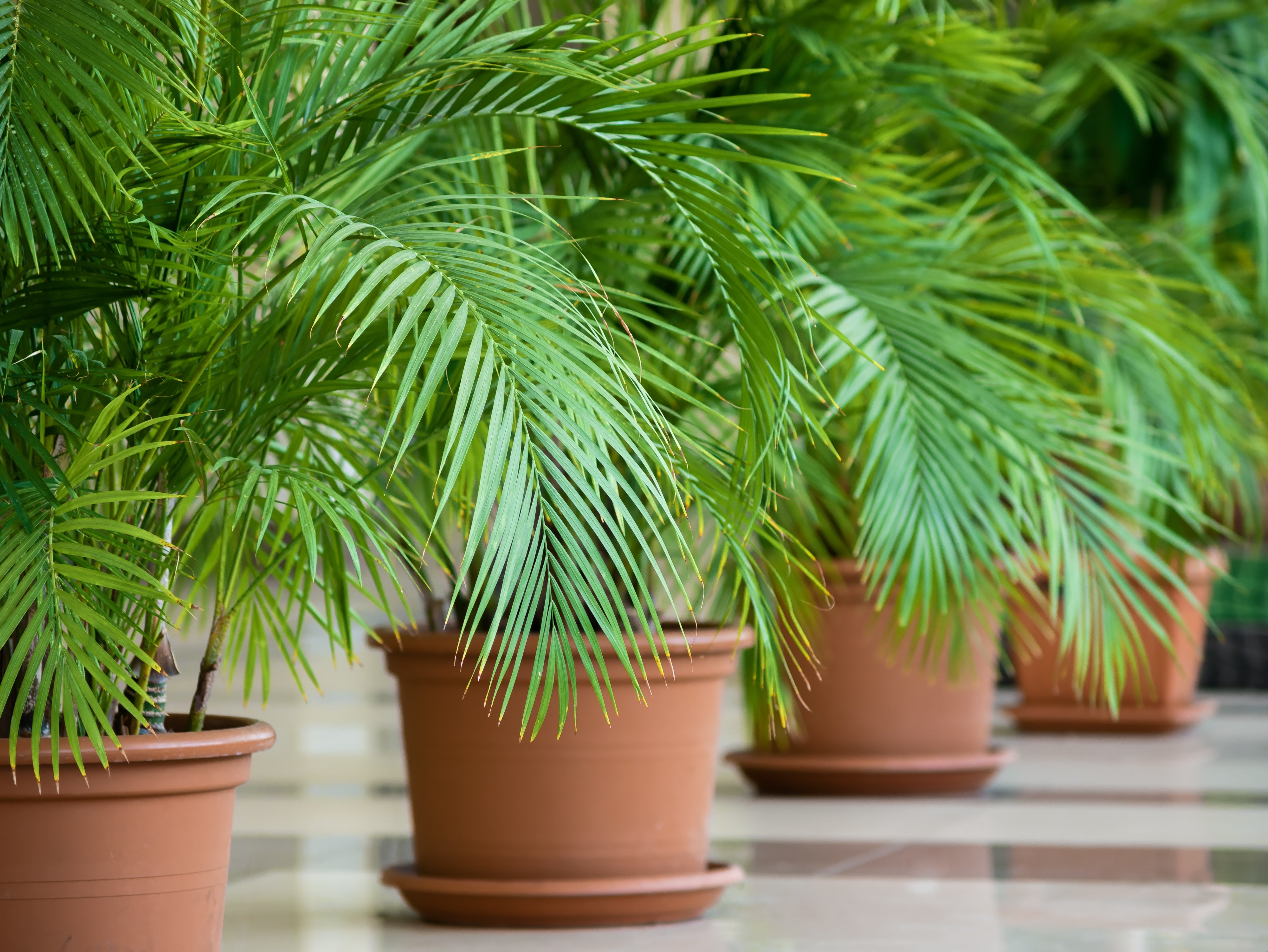 10 CANARY ISLAND Date PALM Phoenix Canariensis Tree Seeds