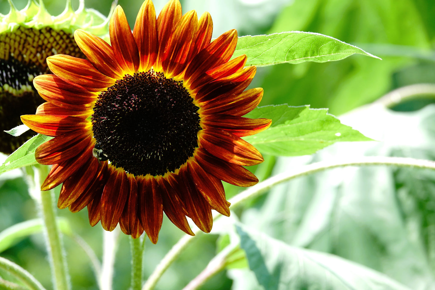25 INDIAN BLANKET SUNFLOWER Helianthus Annuus Mixed Colors Flower Seeds