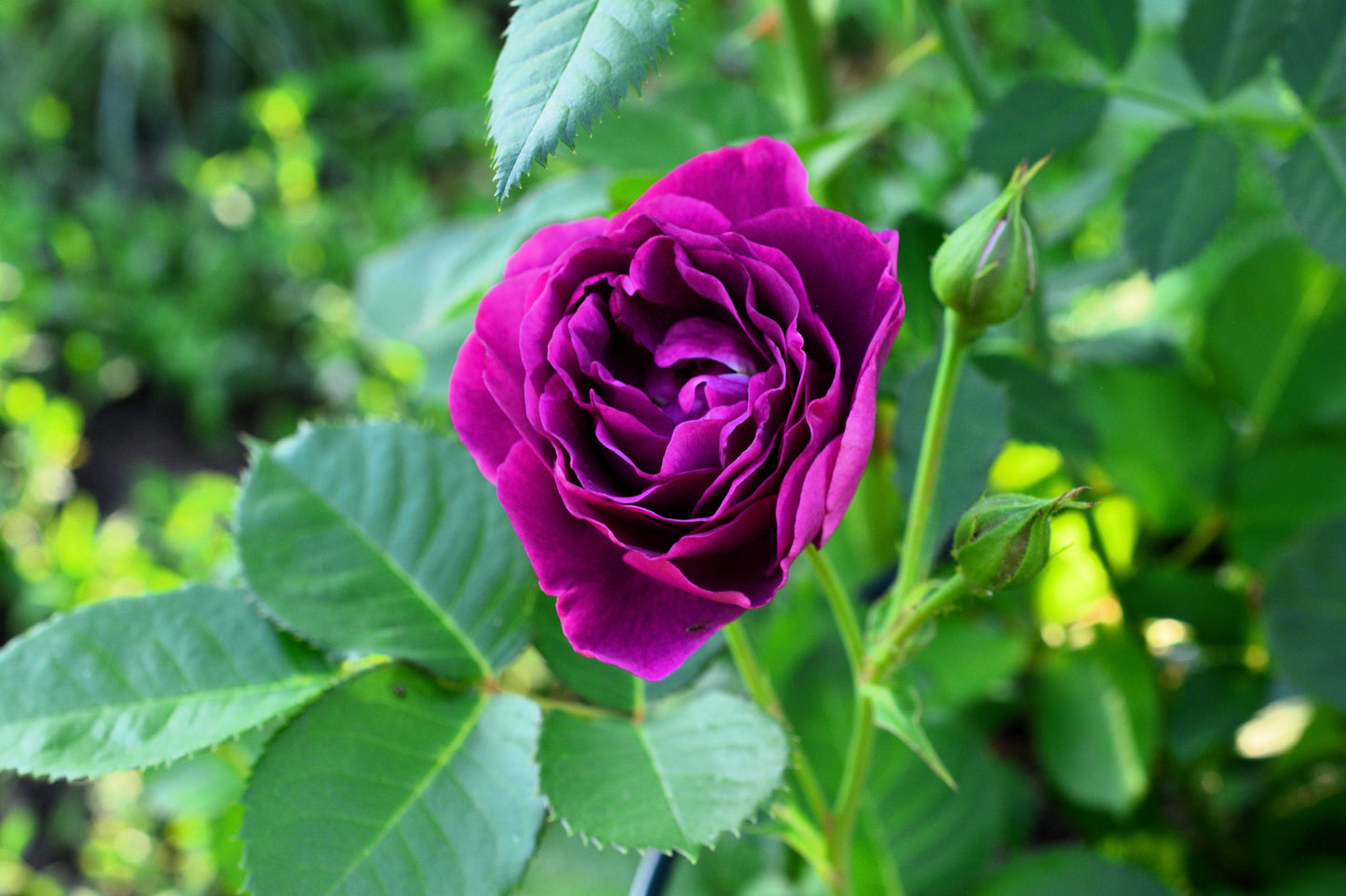 5 PURPLE ROSE Rosa Floribunda Bush Shrub Perennial Flower Seeds
