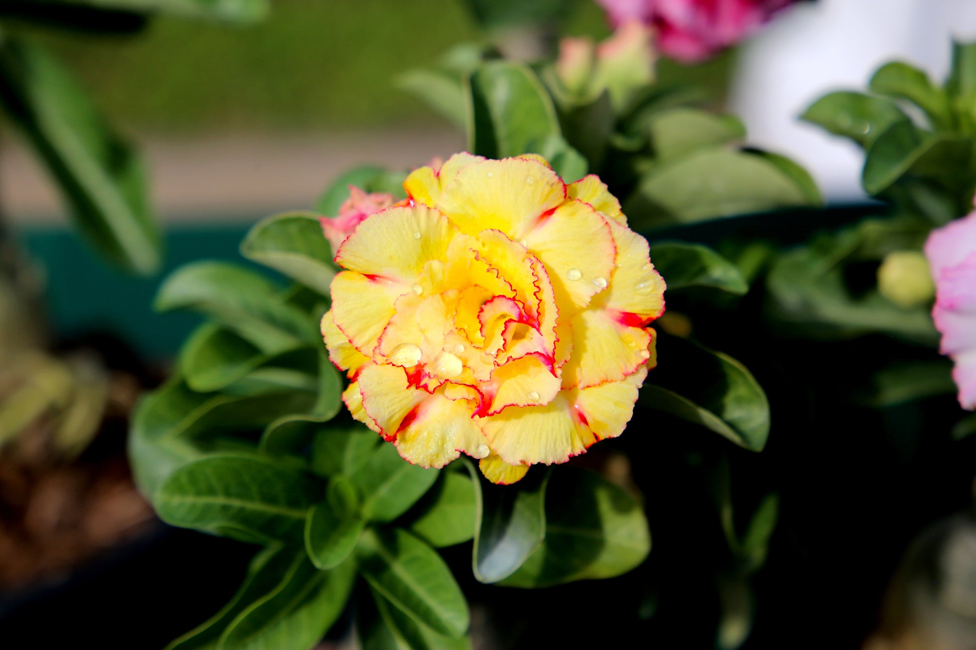 desert rose seeds for sale in usa 10 Mixed DESERT ROSE / ADENIUM Obesum African Houseplant Flower Seeds