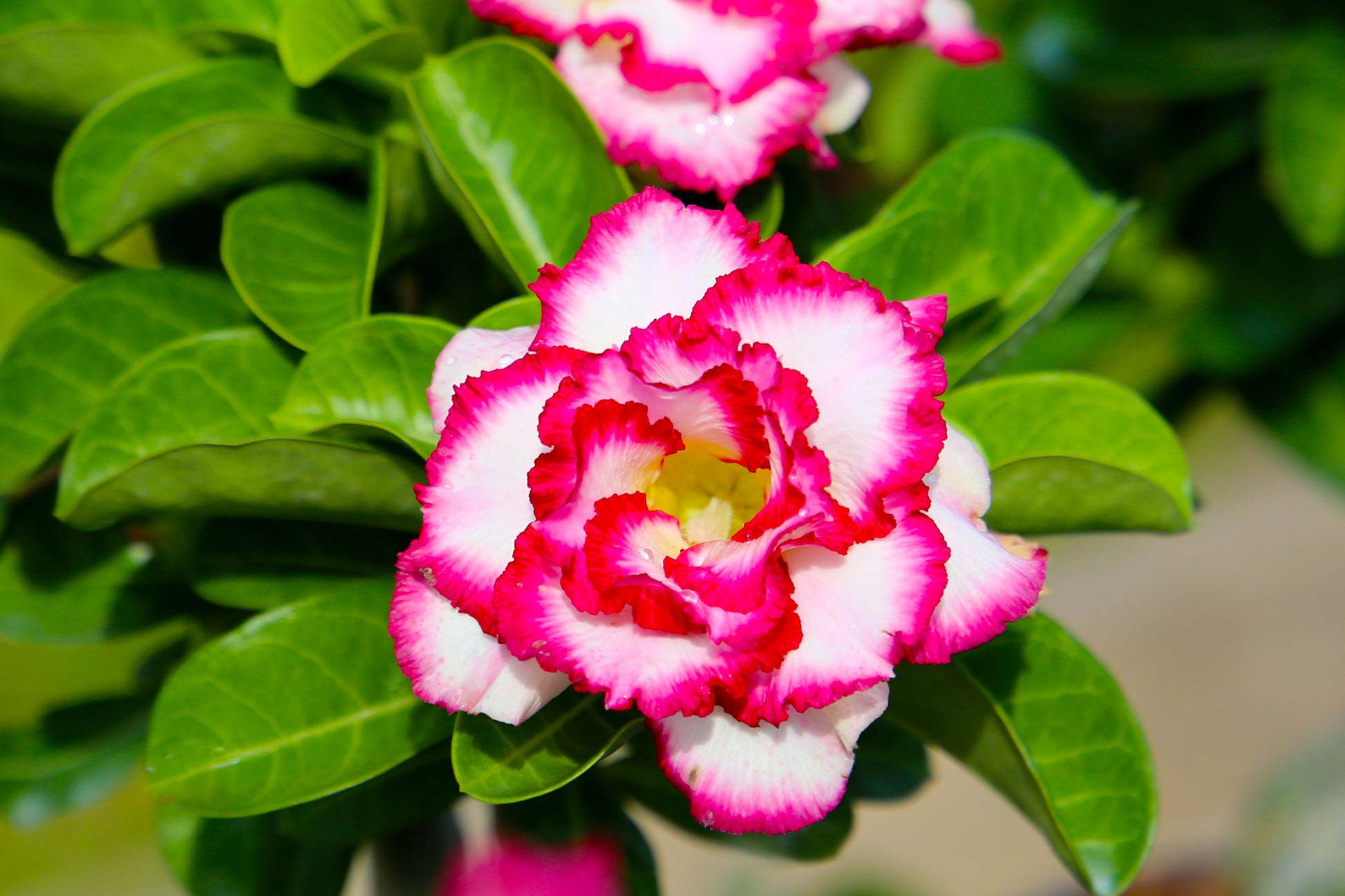 desert rose seeds for sale in usa 10 Mixed DESERT ROSE / ADENIUM Obesum African Houseplant Flower Seeds