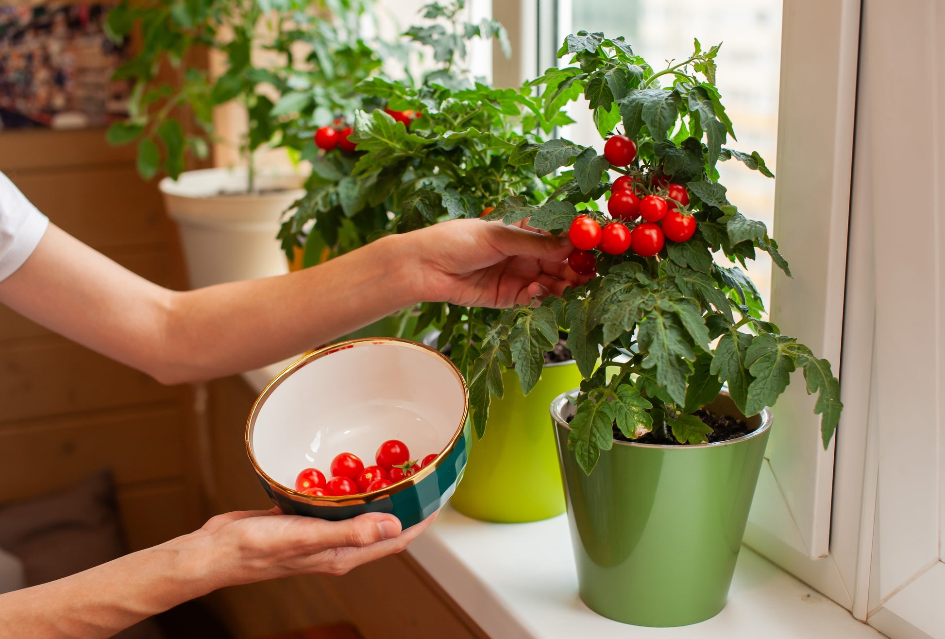 planting tiny tim tomato seeds 30 Dwarf Cherry TOMATO TINY TIM Solanum Lycoperscium Red Fruit Seeds – Seedville USA