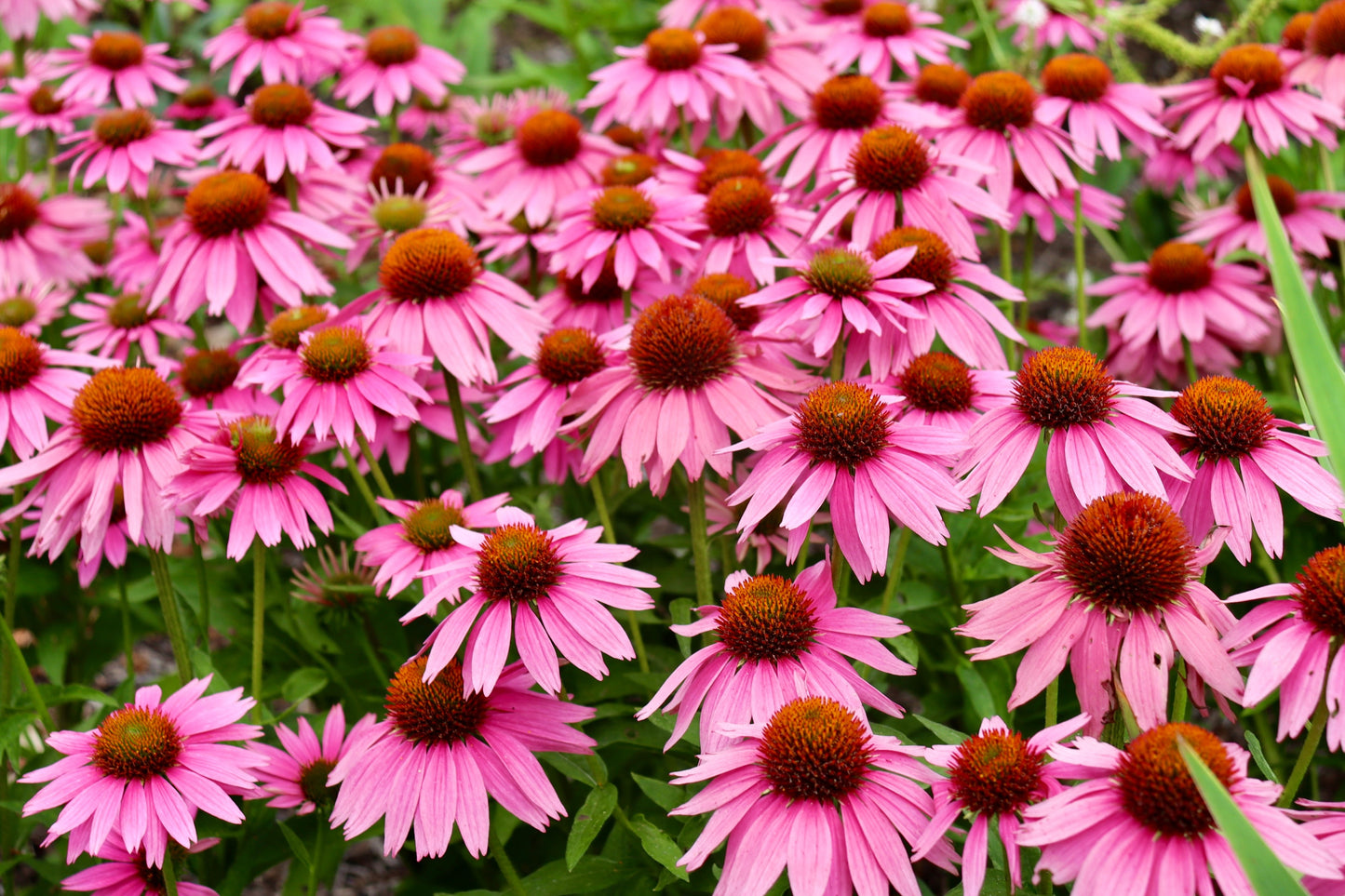 50 PINK BABY CONEFLOWER Echinacea Pallida Flower Seeds