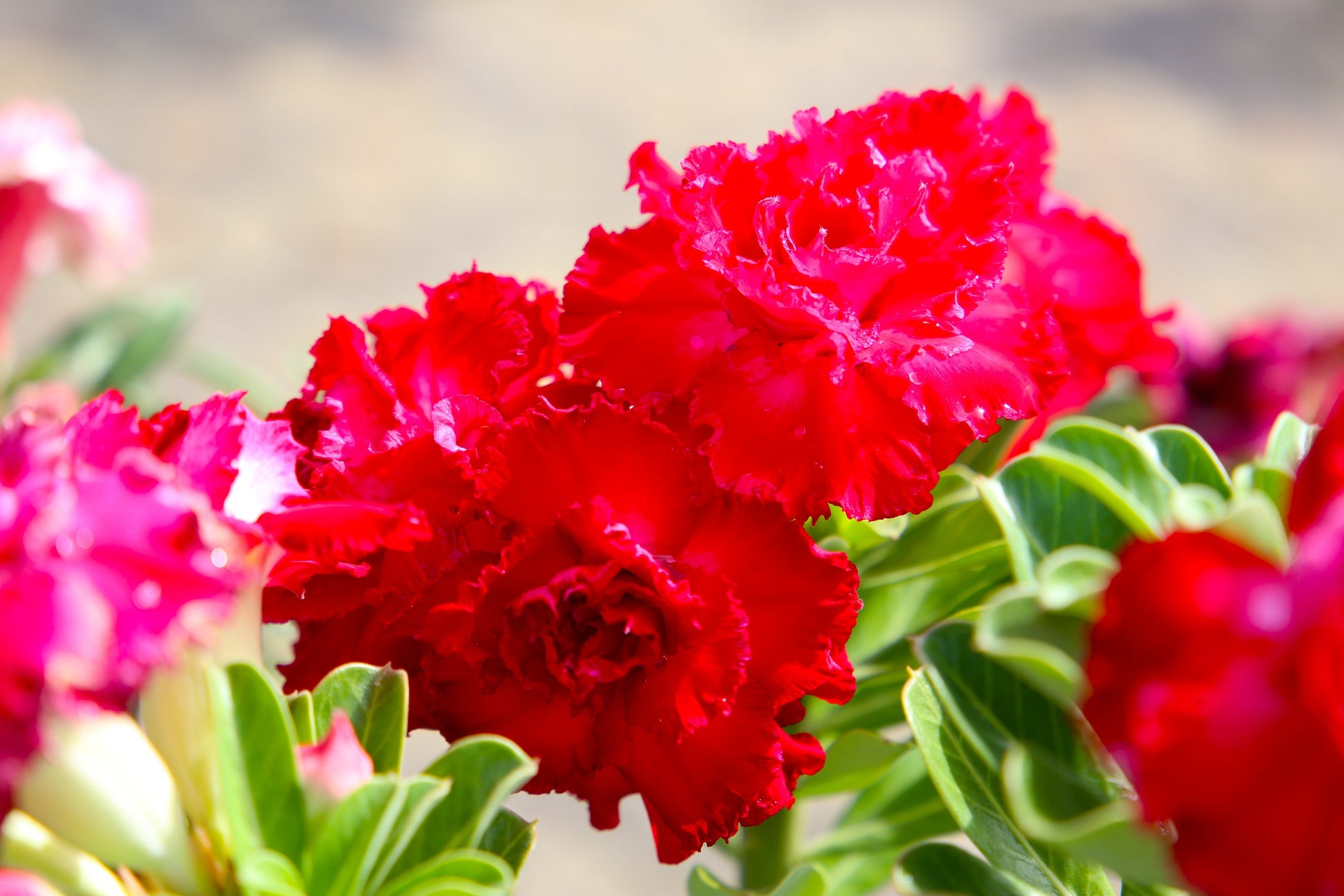red desert rose seeds 10 Mixed DESERT ROSE / ADENIUM Obesum African Houseplant Flower Seeds – Seedville USA