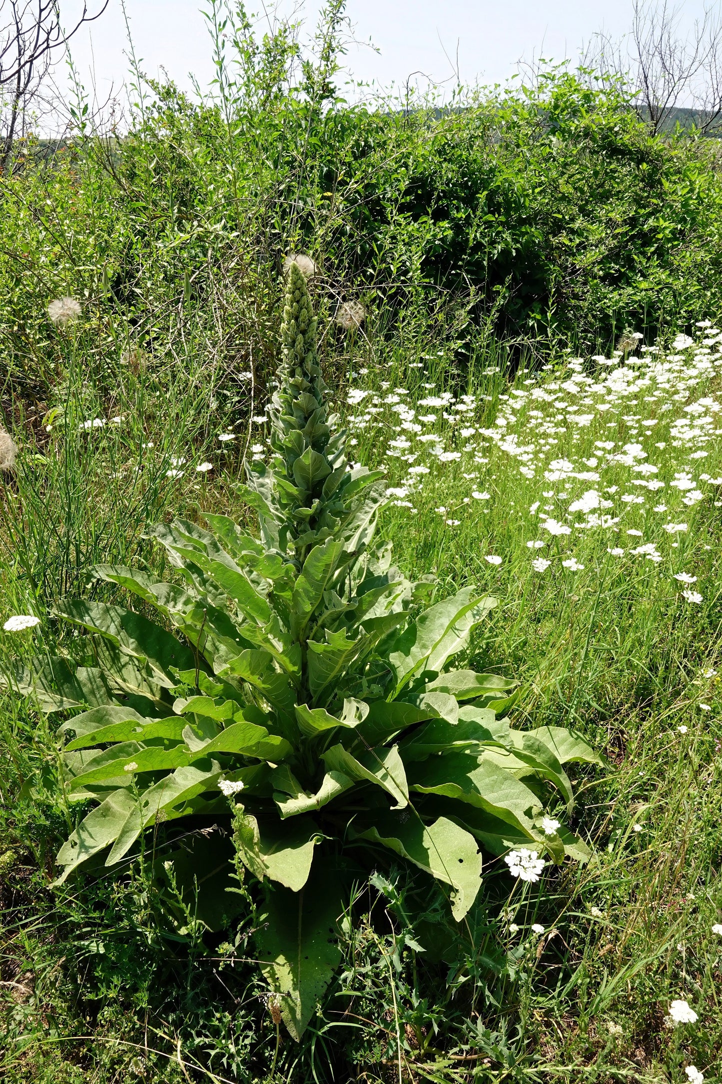 50 WEDDING CANDLES VERBASCUM Chaixii Album Mullein White Purple Flower Seeds