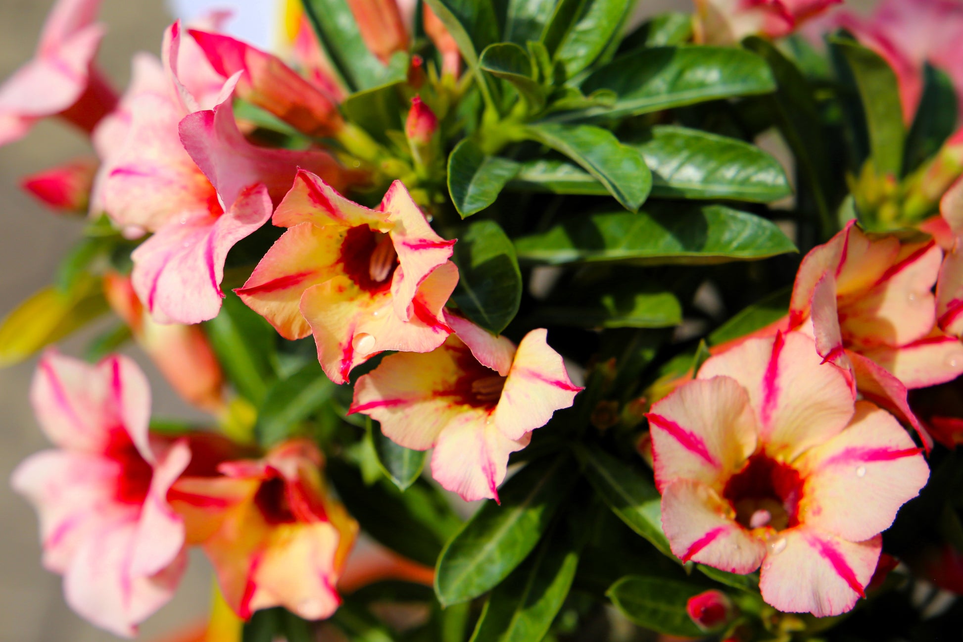 desert rose seeds for sale in usa 10 Mixed DESERT ROSE / ADENIUM Obesum African Houseplant Flower Seeds