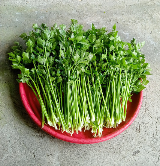 2000 Cutting LEAF CELERY Apium Graveolens Secalinum European Chinese Herb Seeds