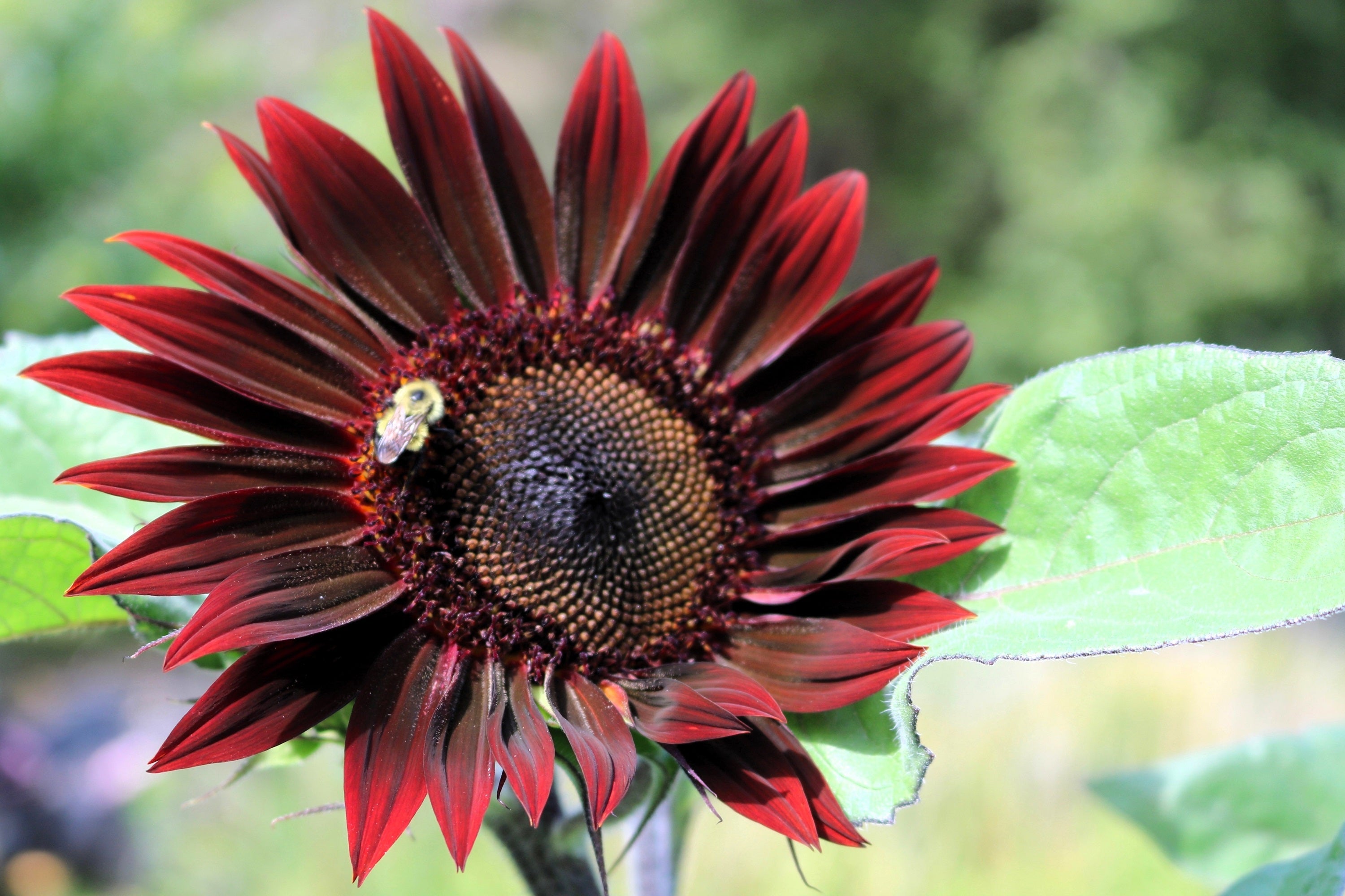 25 CHOCOLATE CHERRY SUNFLOWER Helianthus Annuus Red & Brown Flower
