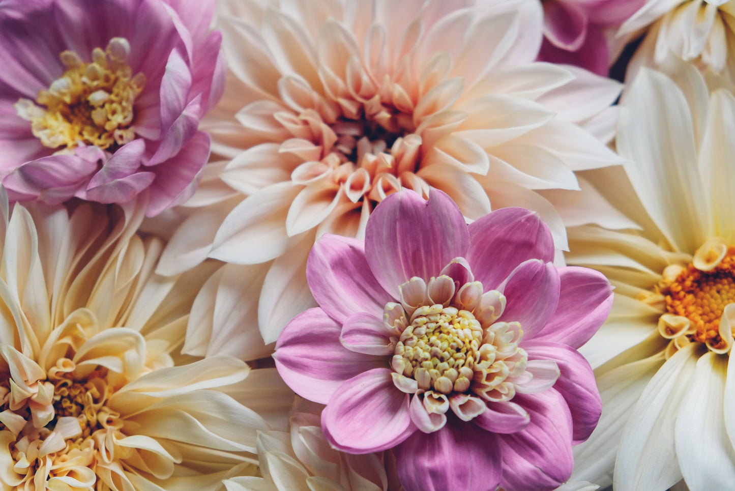 50 EARLY BIRD DAHLIA Mixed Colors Flower Seeds