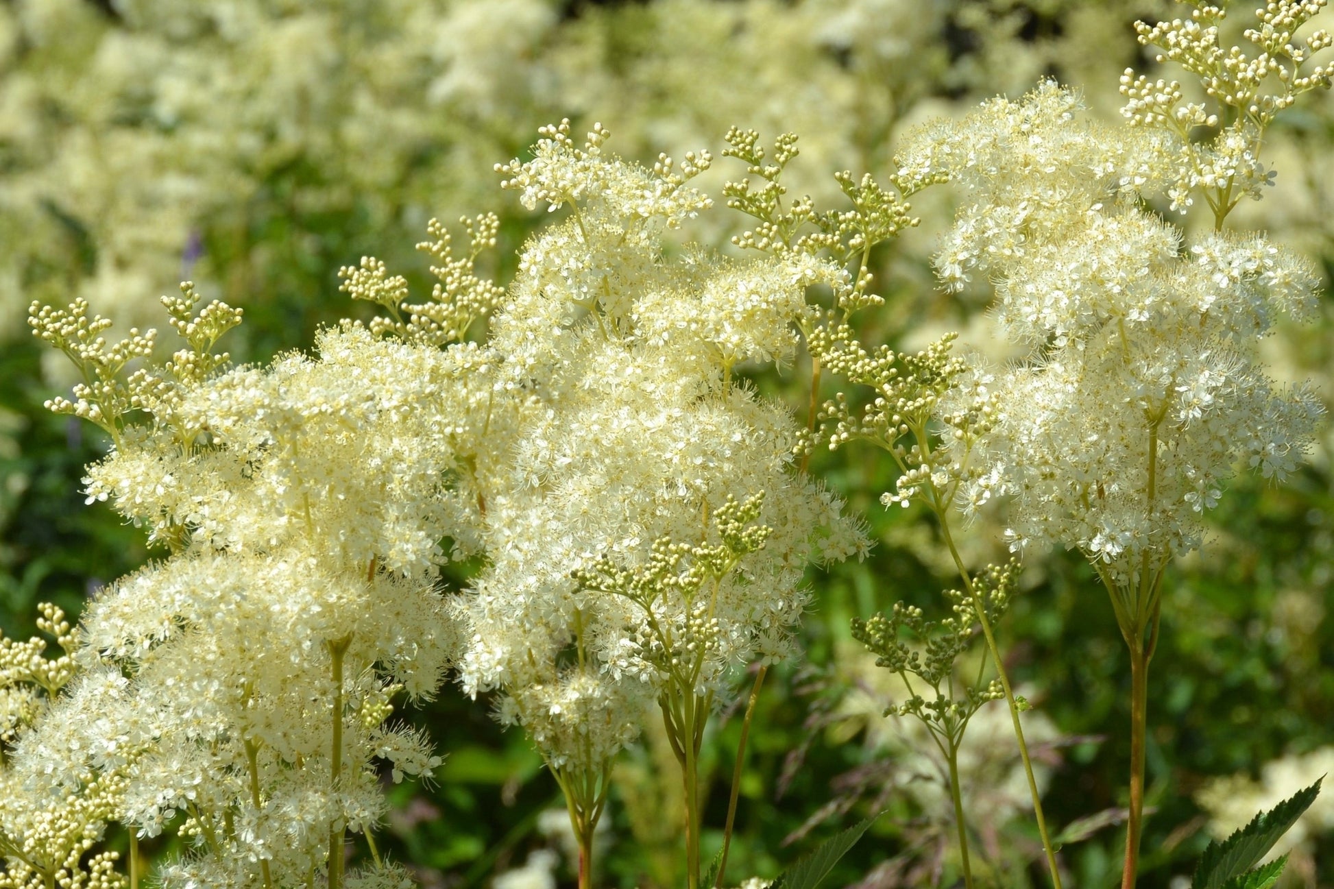 filipendula ulmaria plant 20 QUEEN of the MEADOW Filipendula Ulmaria Meadowsweet Native Prairie –  Seedville USA