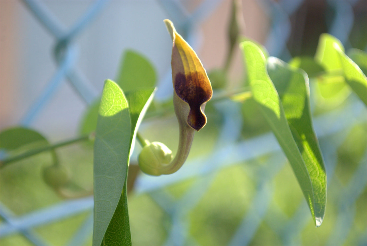 20 SLENDER DUTCHMAN'S PIPE Pipevine Aristolochia Debilis Deep Purple Flower Herb Vine Seeds