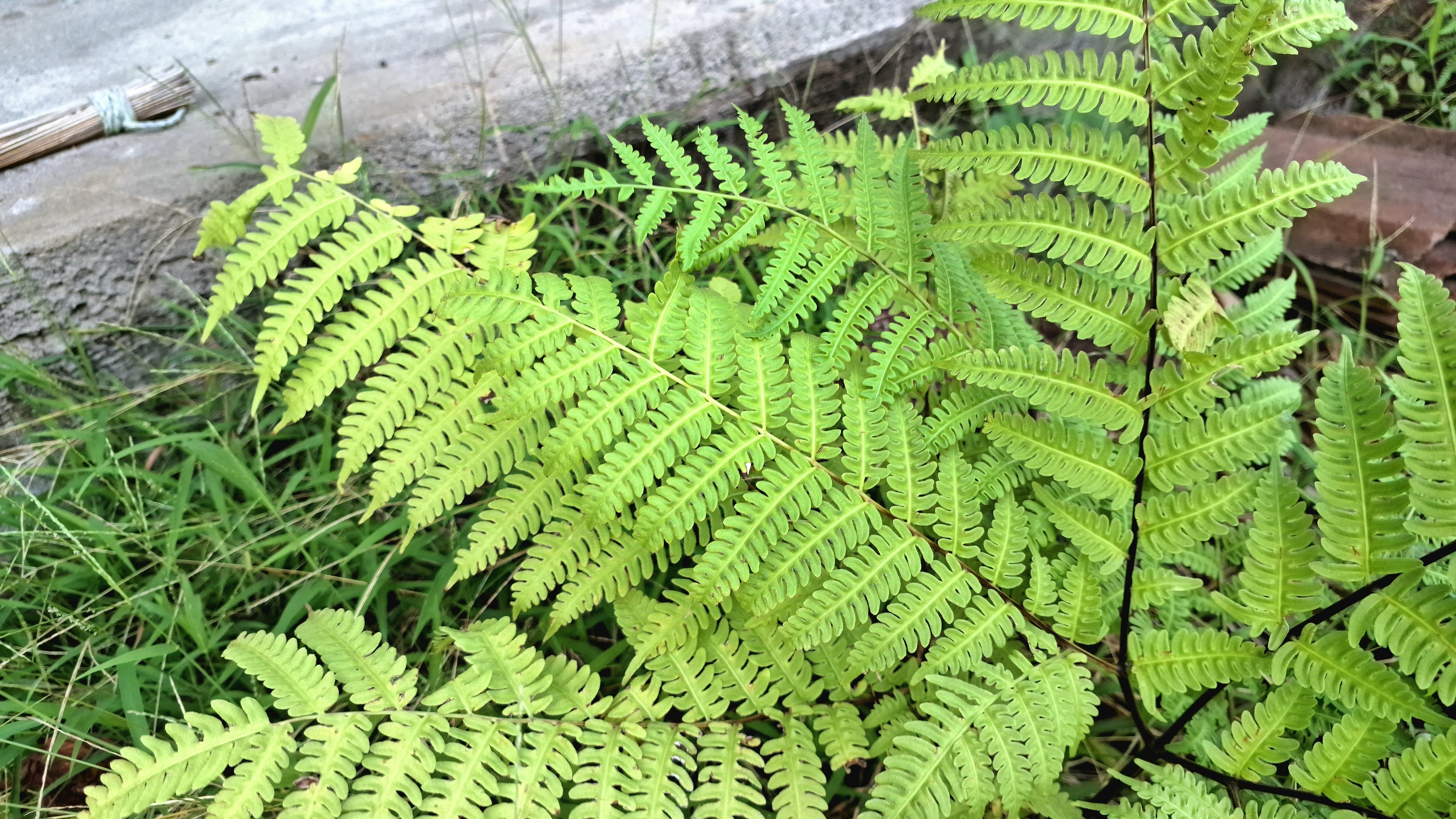 1000 + SENSITIVE FERN Onoclea Sensibilis aka Bead or Sympathy Fern