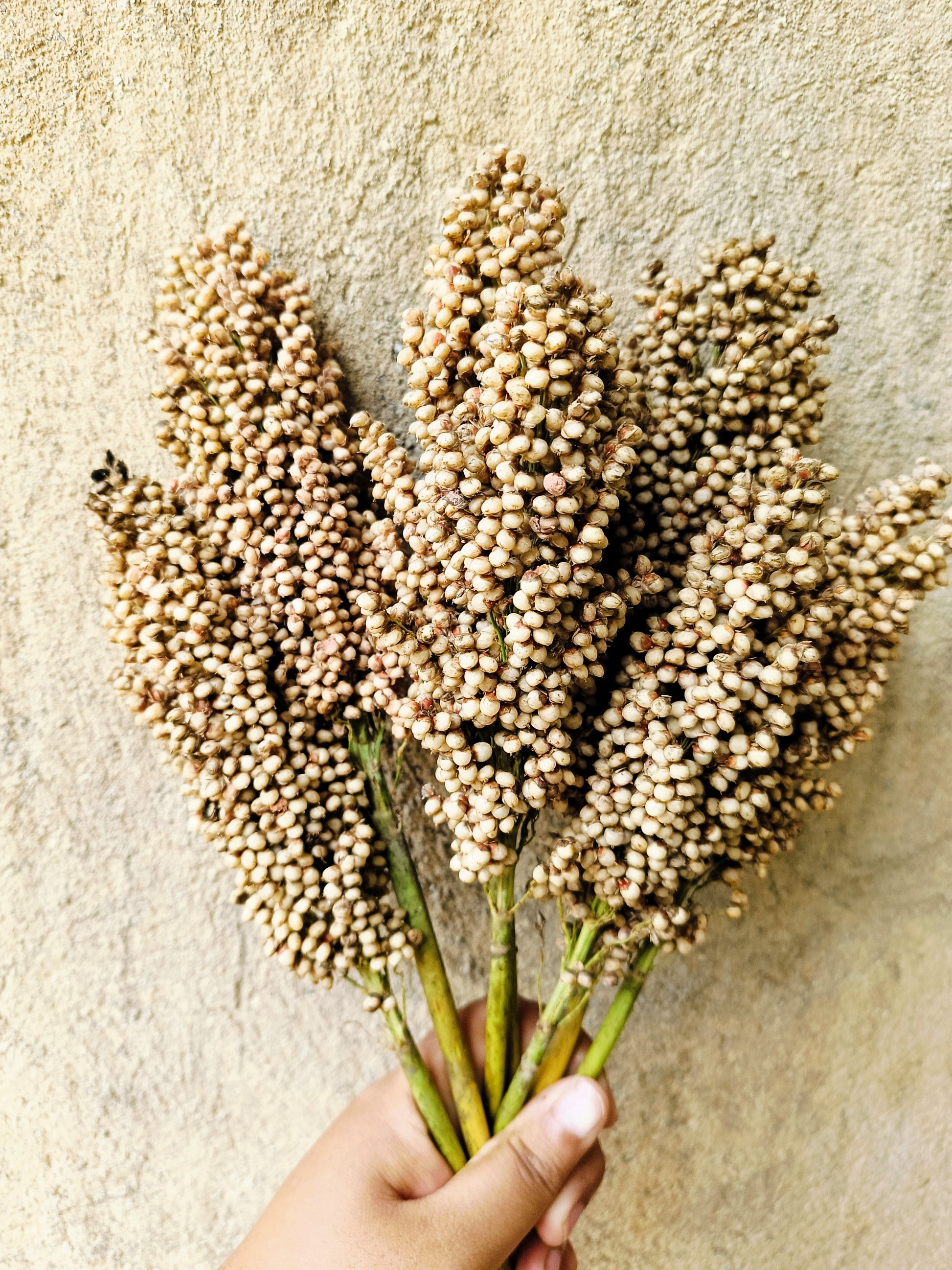 sorghum seed for the garden saskatchewan 50 TOP 76-6 SORGHUM Bicolor Syrup Flour Grain Vegetable Seeds