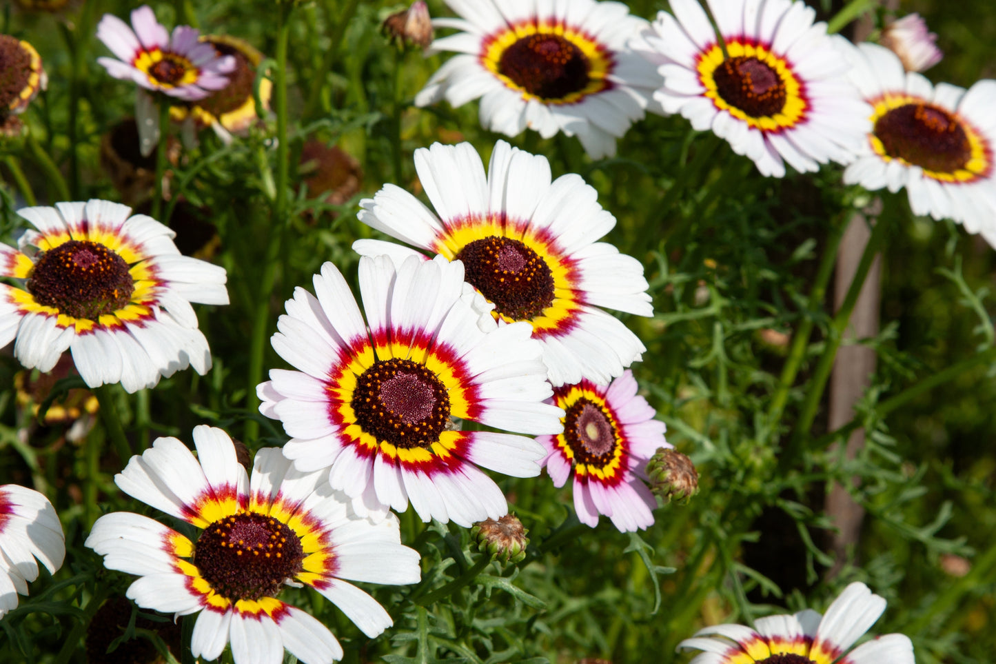 250 TRICOLOR PAINTED DAISY (Pyrenthrum Daisy) Chrysanthemum Carinatum Flower Seeds