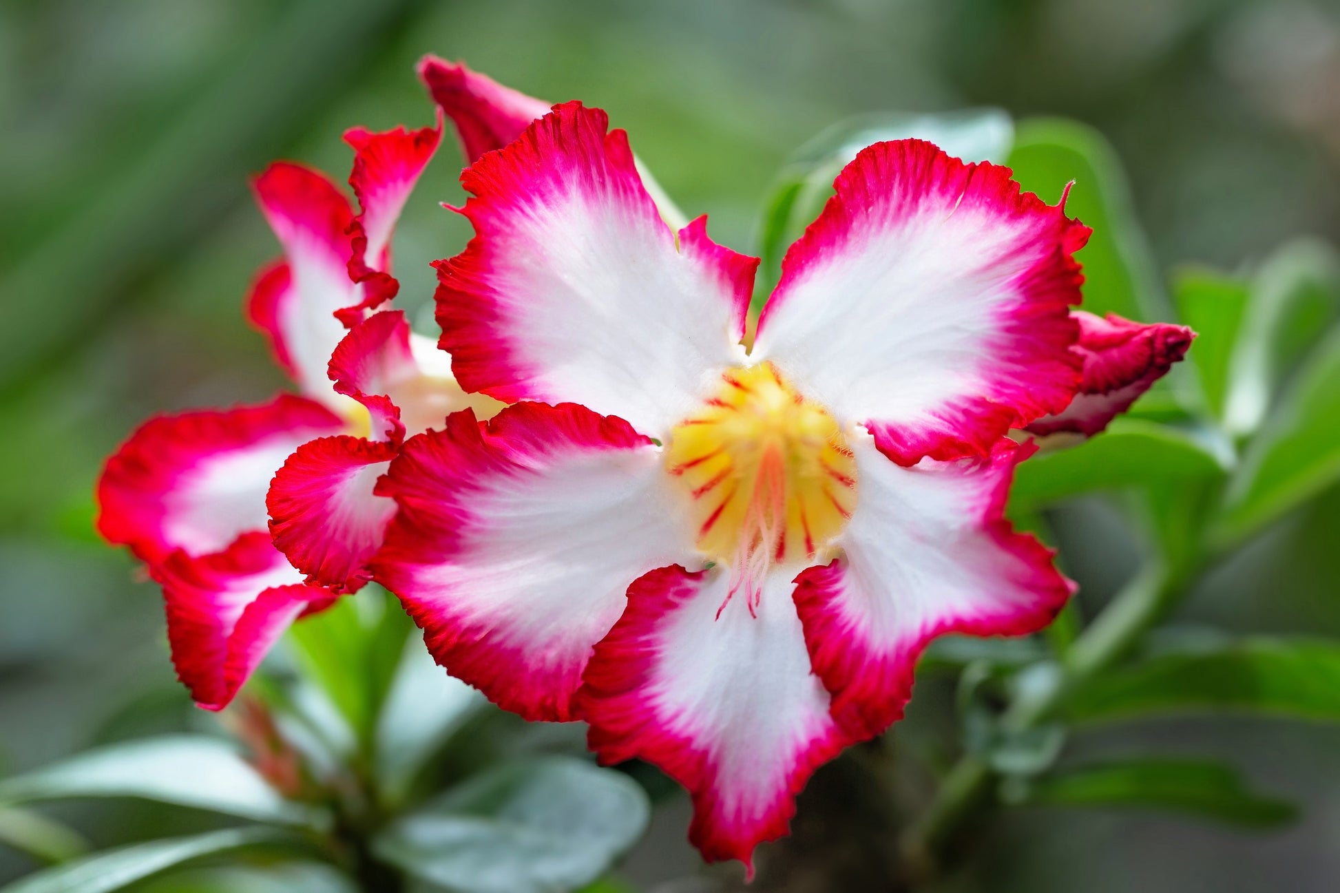 desert rose plant images 10 Mixed DESERT ROSE / ADENIUM Obesum African Houseplant Flower Seeds –  Seedville USA