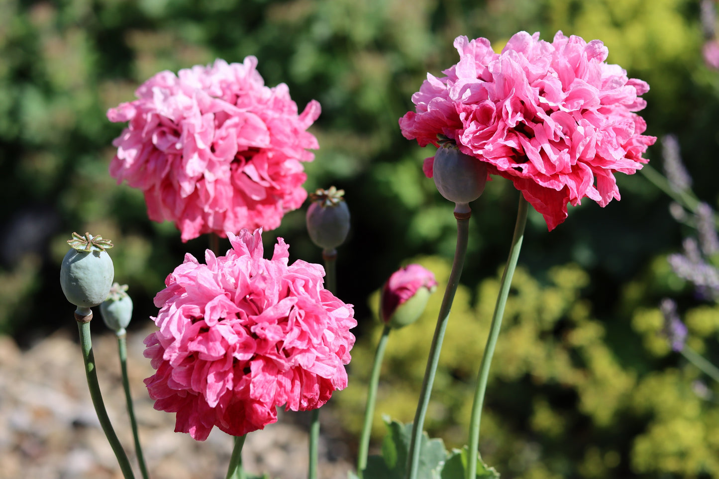 250 Bombast ROSE PEONY POPPY Papaver Peoniflorum Flower Seeds
