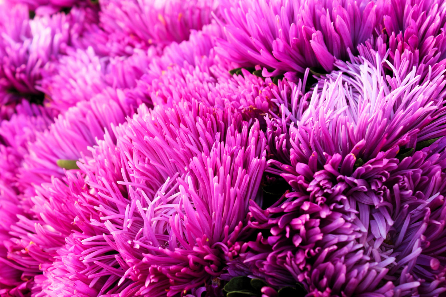 50 Mixed OSTRICH PLUME ASTER Feather Spider Callistephus Chinensis Flower Seeds
