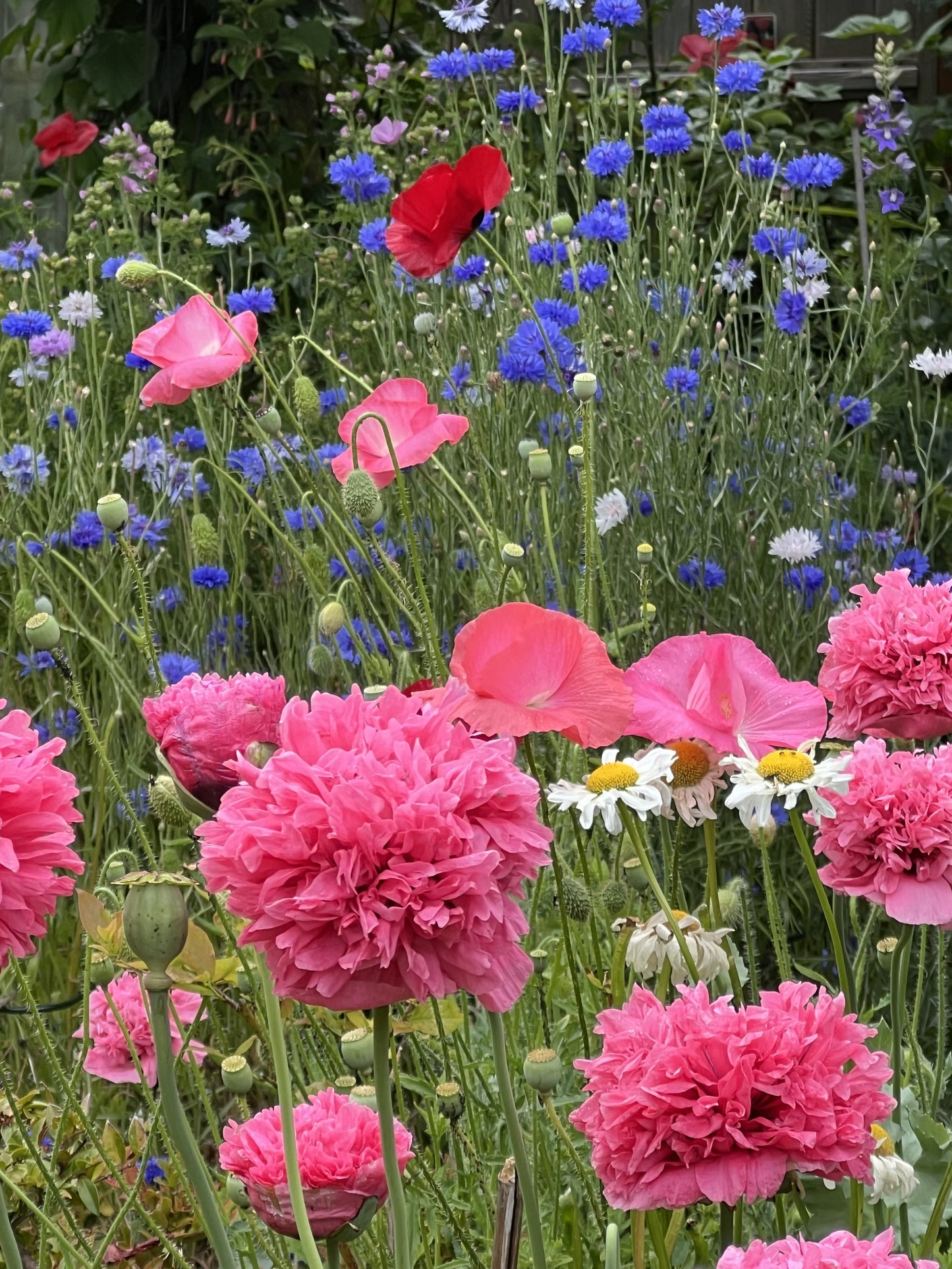 250 Bombast ROSE PEONY POPPY Papaver Peoniflorum Flower Seeds