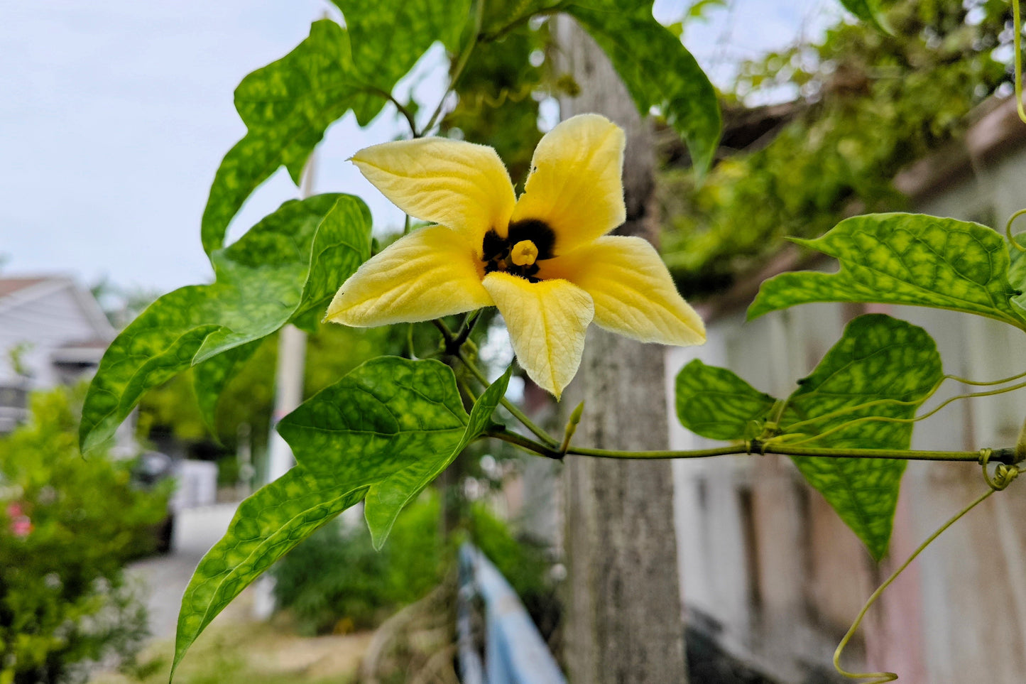 2 GAC FRUIT Gac Melon Vine Momordica Cochinchinensis Seeds