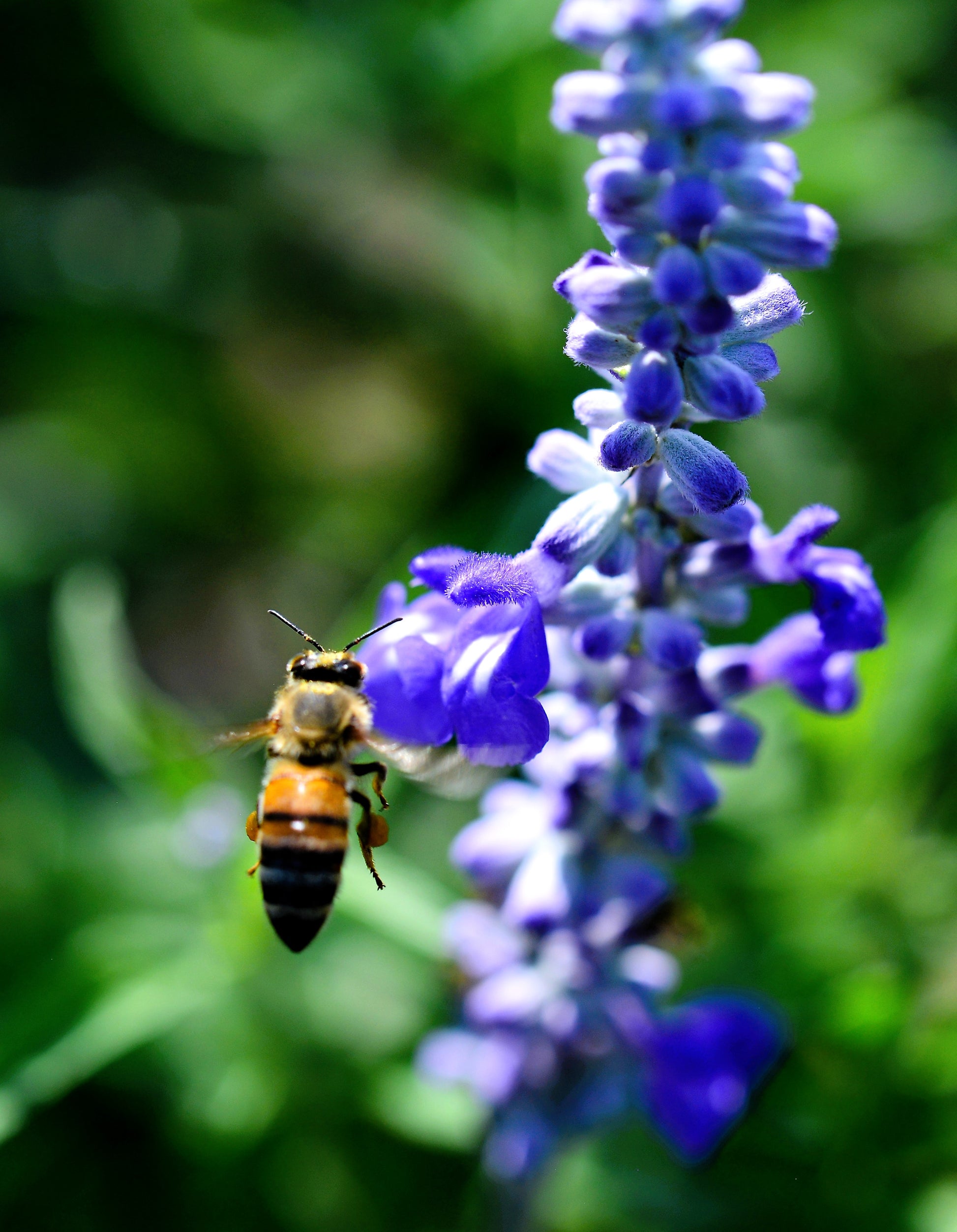 salvia flower seeds 500 BLUE BEDDER SAGE Salvia Farinacea Flower Seeds