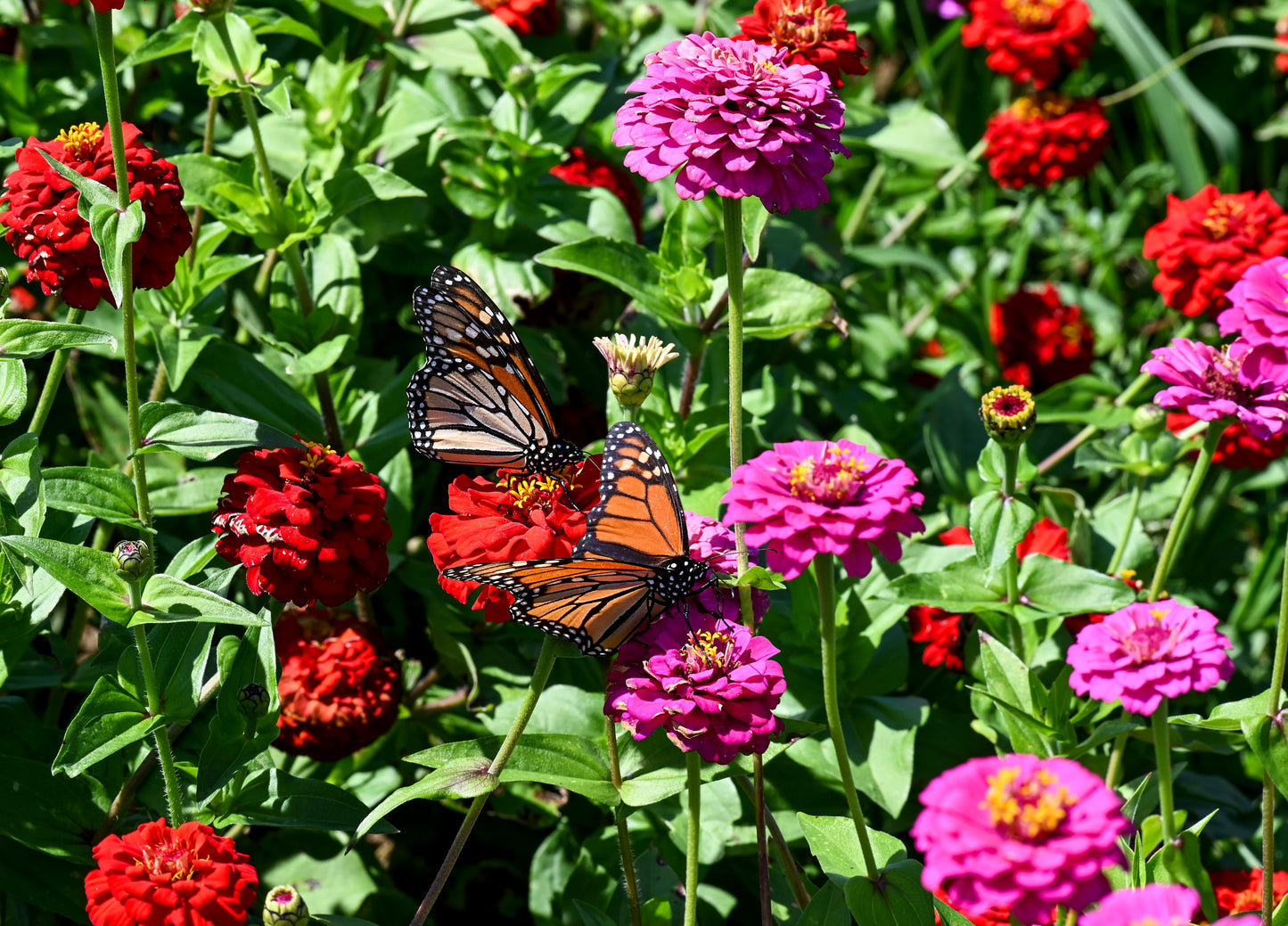 250 EXQUISITE ZINNIA Elegans Changes Color Red - Hot Pink Pale Pink Flower Seeds