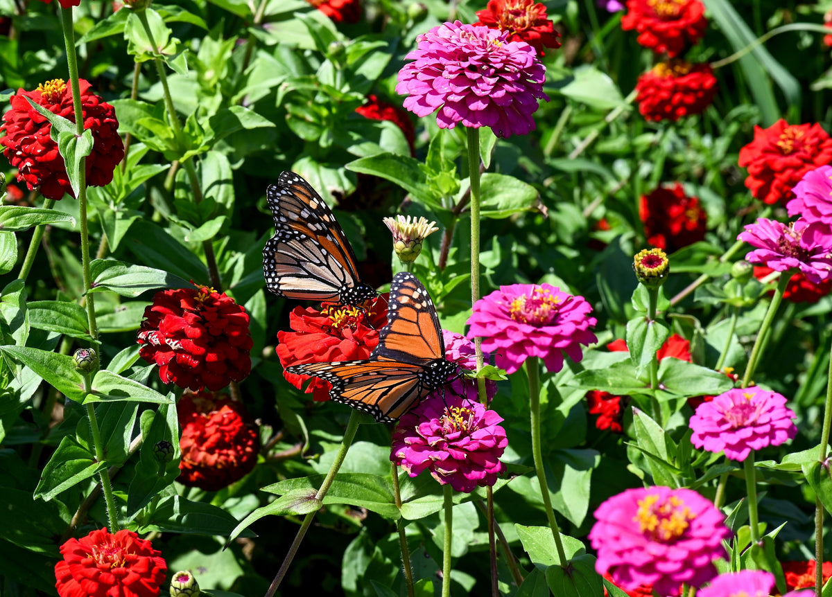 250 EXQUISITE ZINNIA Elegans Changes Color Red - Hot Pink Pale Pink Flower Seeds