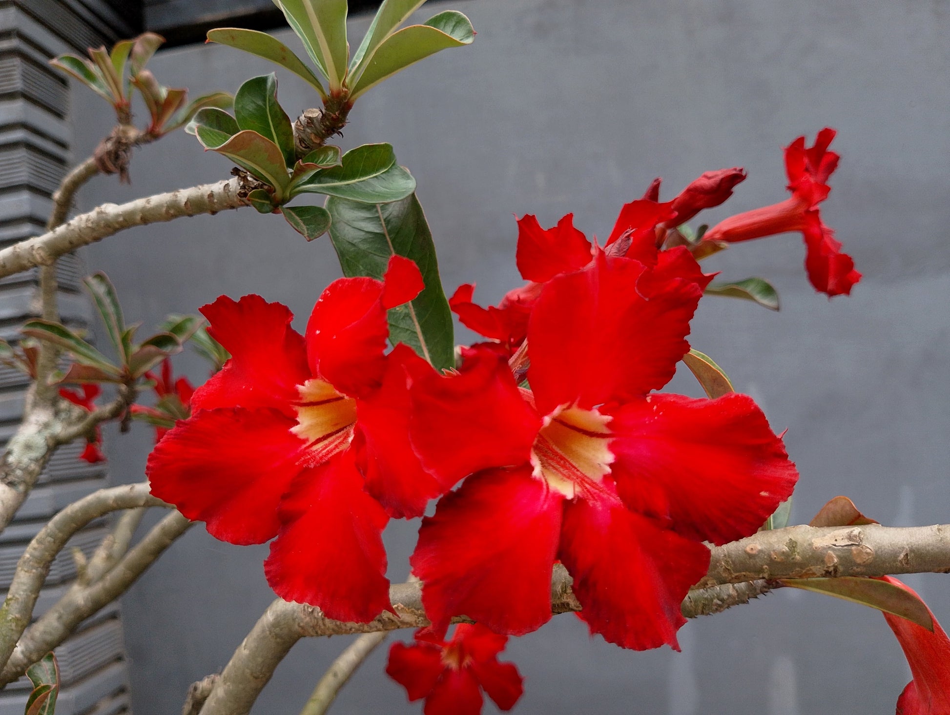 desert rose from seeds to plants 10 Mixed DESERT ROSE / ADENIUM Obesum African Houseplant Flower Seeds – Seedville USA