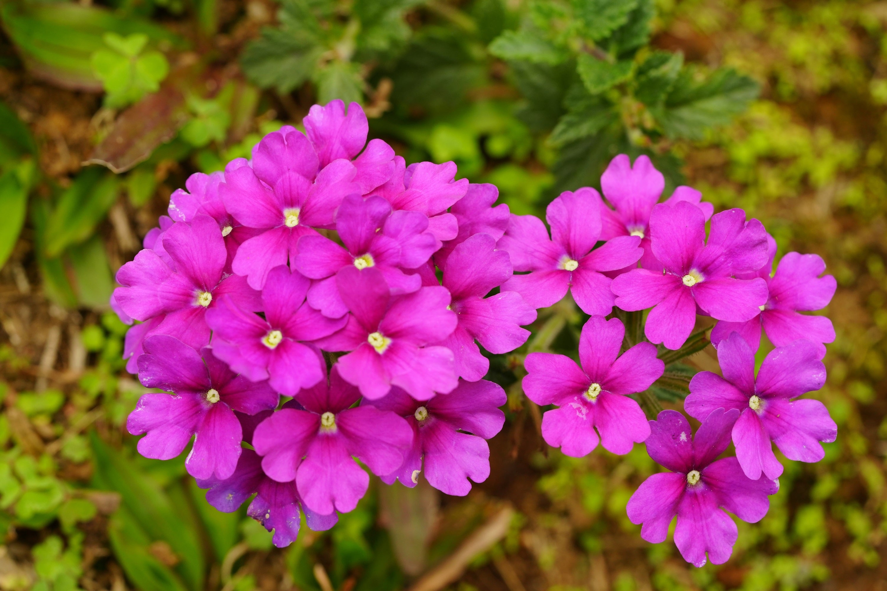 200 Pink & Purple MOSS VERBENA Verbena Tenuisecta Fragrant