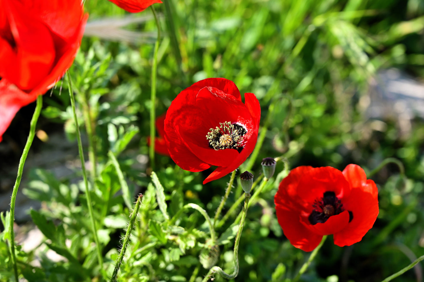 100 RED TURKISH POPPY Heirloom Papaver Somniferum Flower Seeds