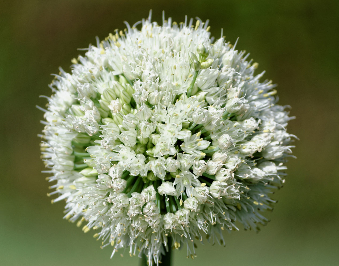 500 SOUTHPORT White Globe BUNCHING ONION Allium Cepa Vegetable Seeds