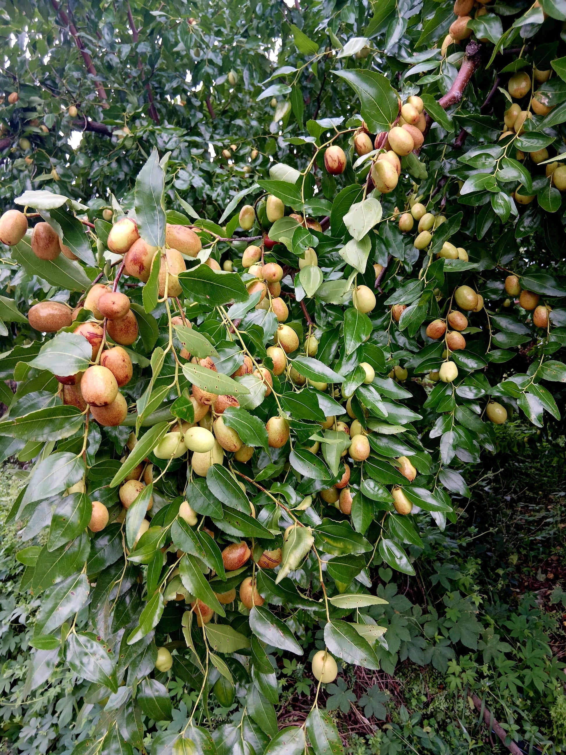 nutmeg seeds for planting 1 NUTMEG TREE Seed Myristica Fragrans Pala MACE Fruit Nut Pumpkin Pie Spice