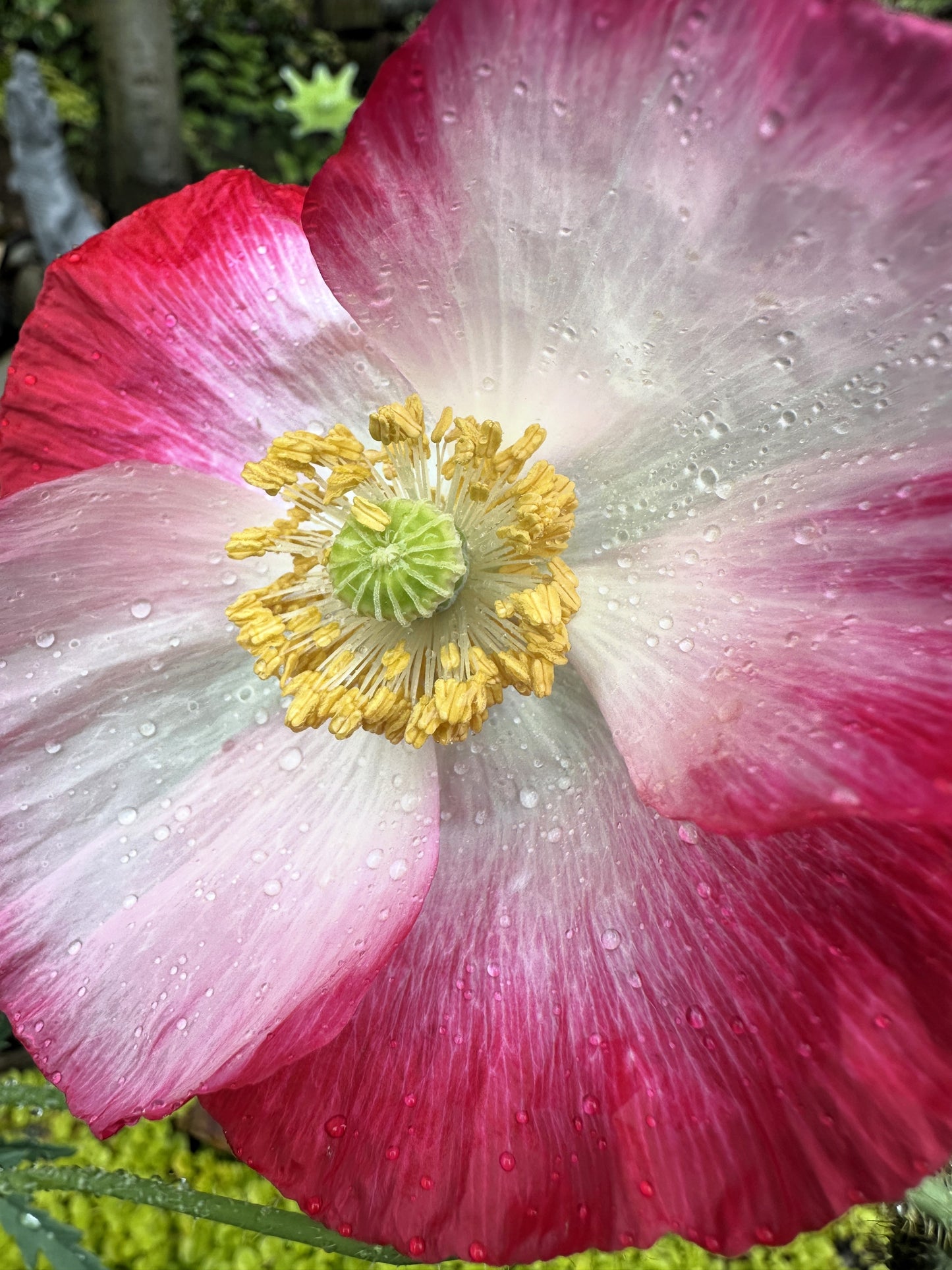 1000 PINK & WHITE POPPY Papaver Somniferum Flower Seeds