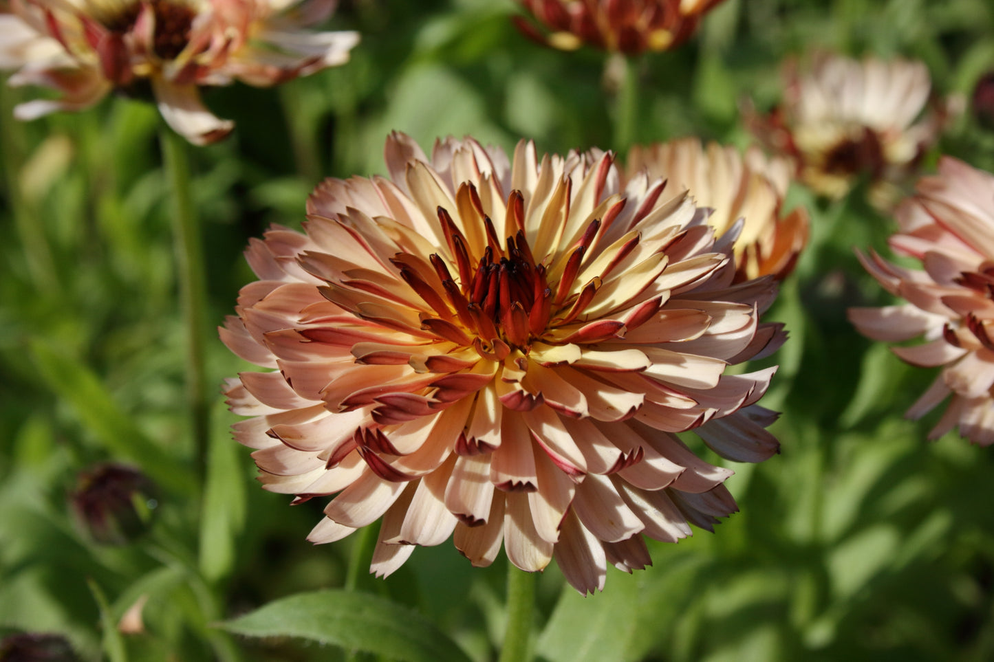 500 Mixed Colors FANCY MIX Pot MARIGOLD Calendula Officinalis Flower Seeds