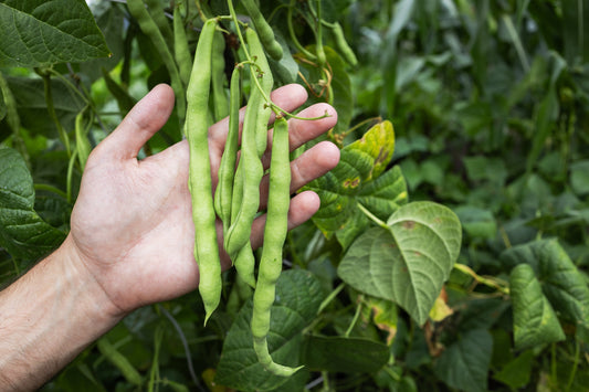 50 IRON CLAY COWPEA Food Plot Forage Vigna Unguiculata Cow Pea Bean Legume Seeds