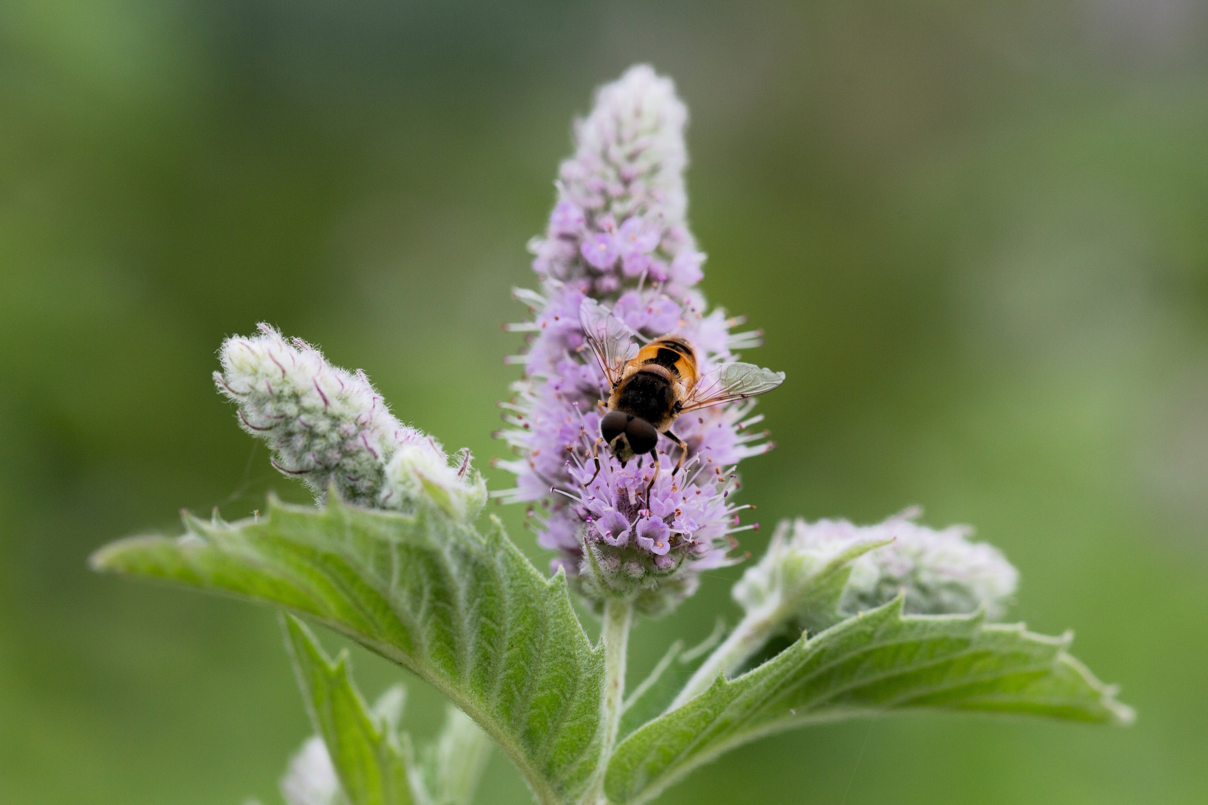 250 PEPPERMINT MINT Mentha Piperita Herb Flower Seeds – Seedville USA