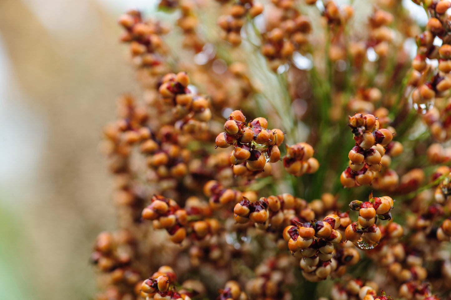 50 M81E SORGHUM Light Amber Syrup Bicolor Vegetable Grain Seeds